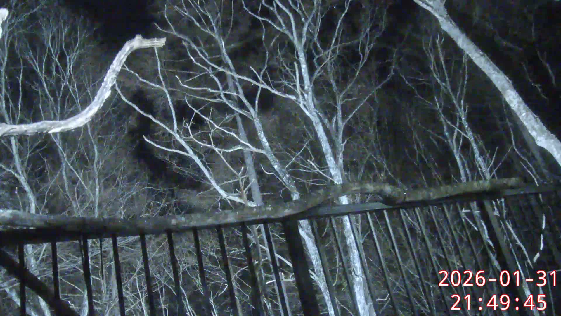 Karuizawa, Mikasa Forest Birds & Squirrels Life Live Cam - Nagakura, Karuizawa, Kitasaku, Nagano, Chubu, Japan