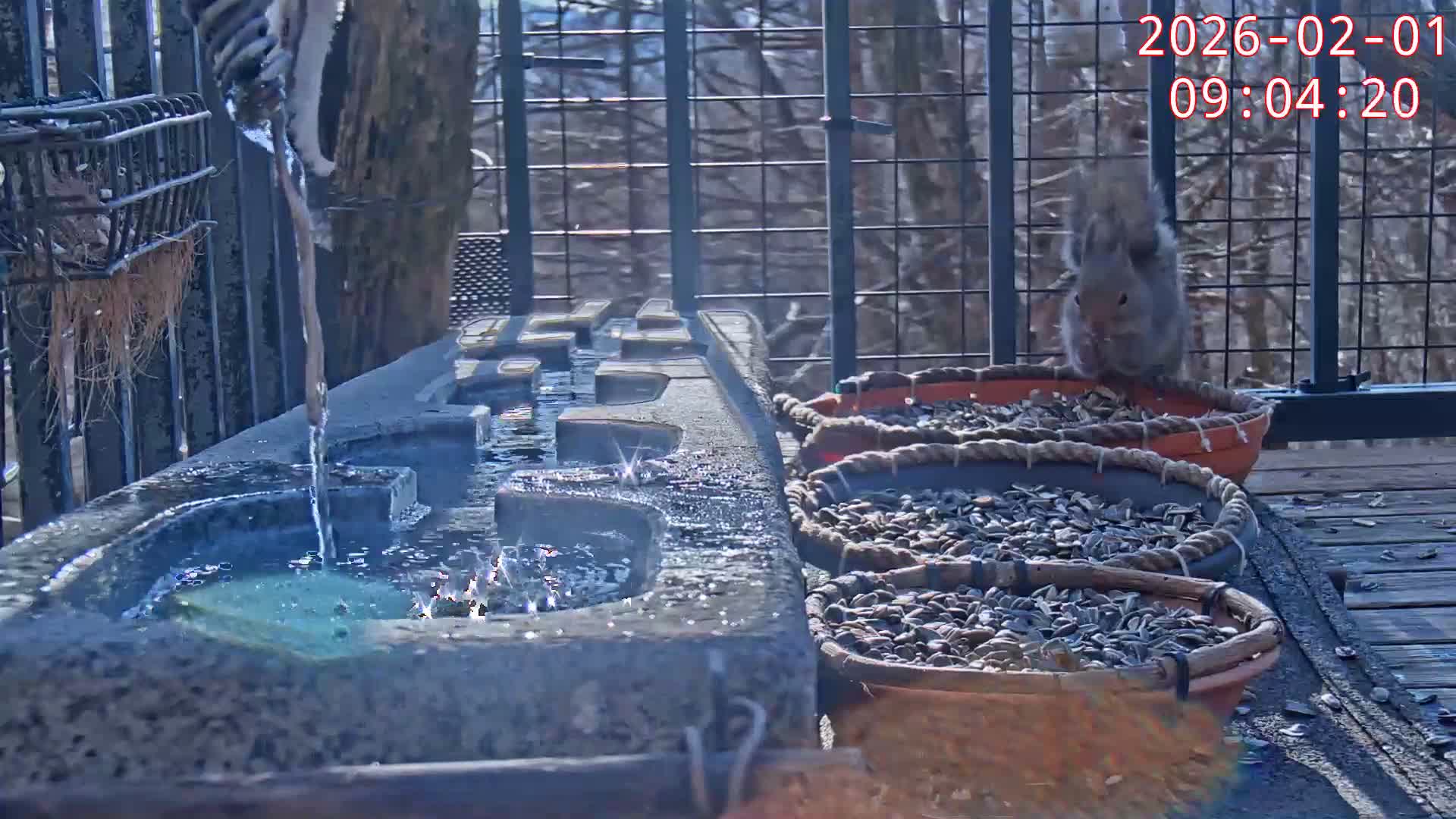 Karuizawa, Mikasa Forest Birds & Squirrels Life Live Cam - Nagakura, Karuizawa, Kitasaku, Nagano, Chubu, Japan