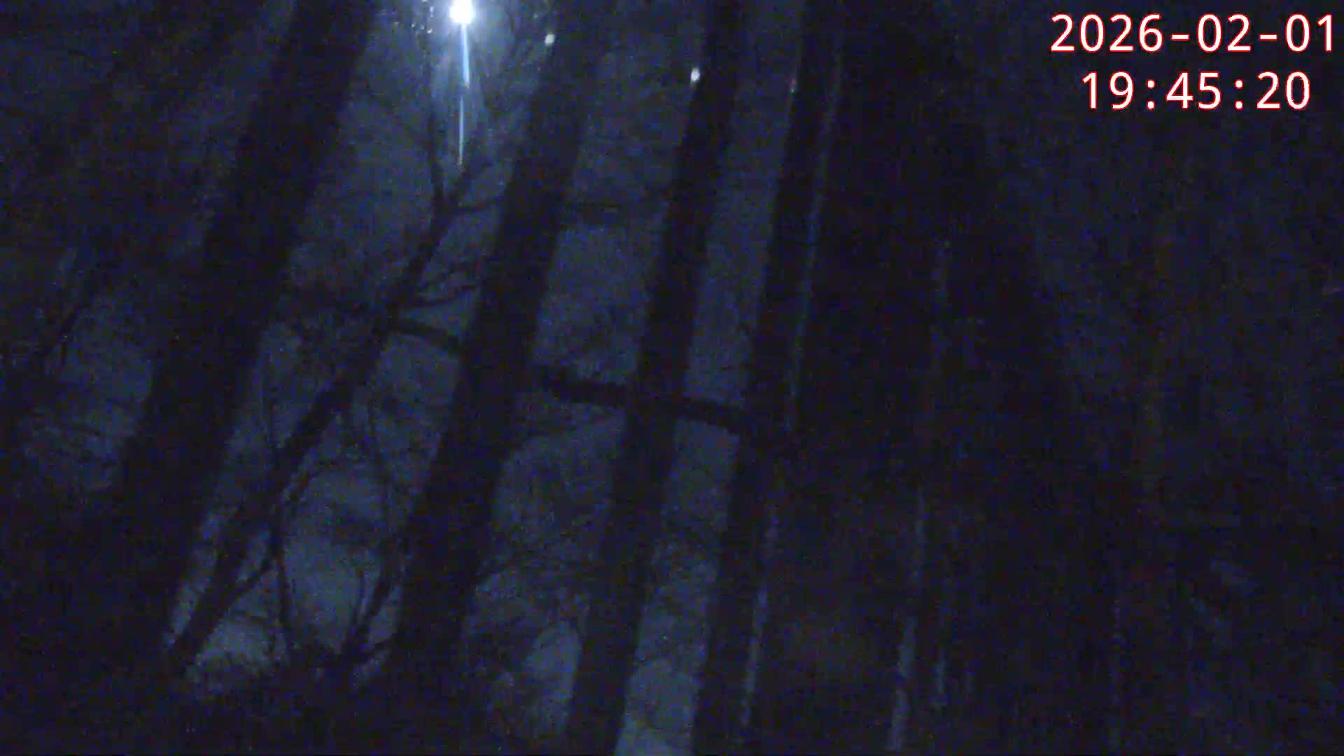 Karuizawa, Mikasa Forest Birds & Squirrels Life Live Cam - Nagakura, Karuizawa, Kitasaku, Nagano, Chubu, Japan