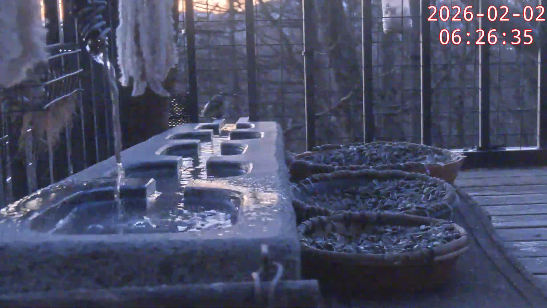 Karuizawa, Mikasa Forest Birds & Squirrels Life Live Cam - Nagakura, Karuizawa, Kitasaku, Nagano, Chubu, Japan