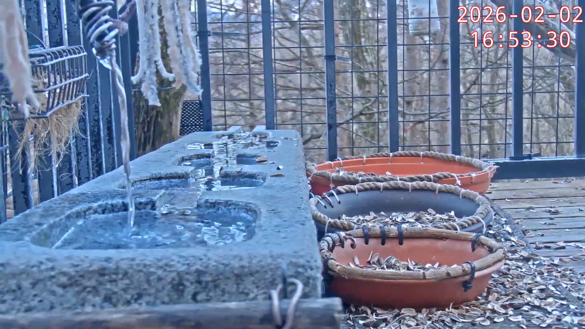 Karuizawa, Mikasa Forest Birds & Squirrels Life Live Cam - Nagakura, Karuizawa, Kitasaku, Nagano, Chubu, Japan