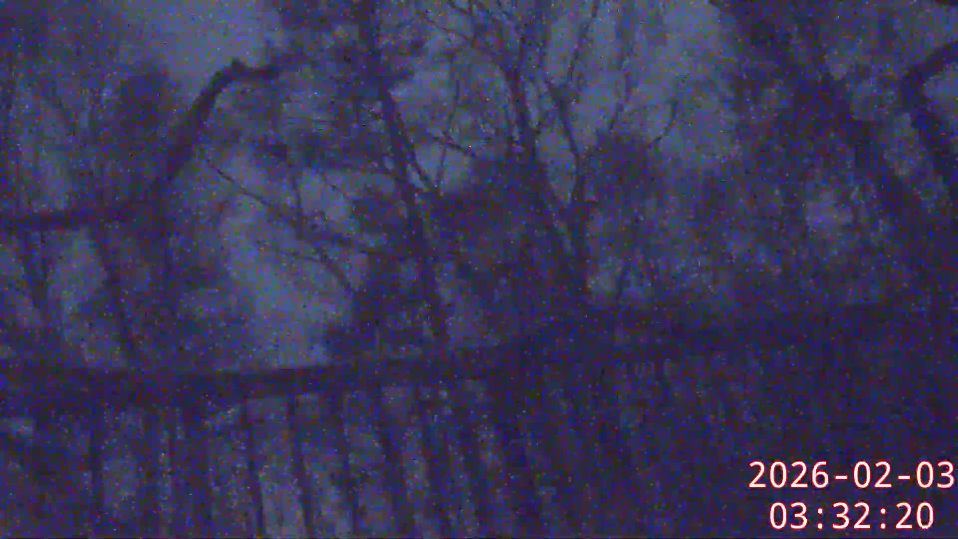 Karuizawa, Mikasa Forest Birds & Squirrels Life Live Cam - Nagakura, Karuizawa, Kitasaku, Nagano, Chubu, Japan