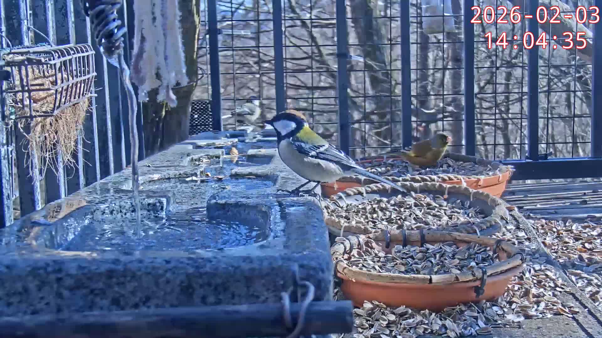 Karuizawa, Mikasa Forest Birds & Squirrels Life Live Cam - Nagakura, Karuizawa, Kitasaku, Nagano, Chubu, Japan