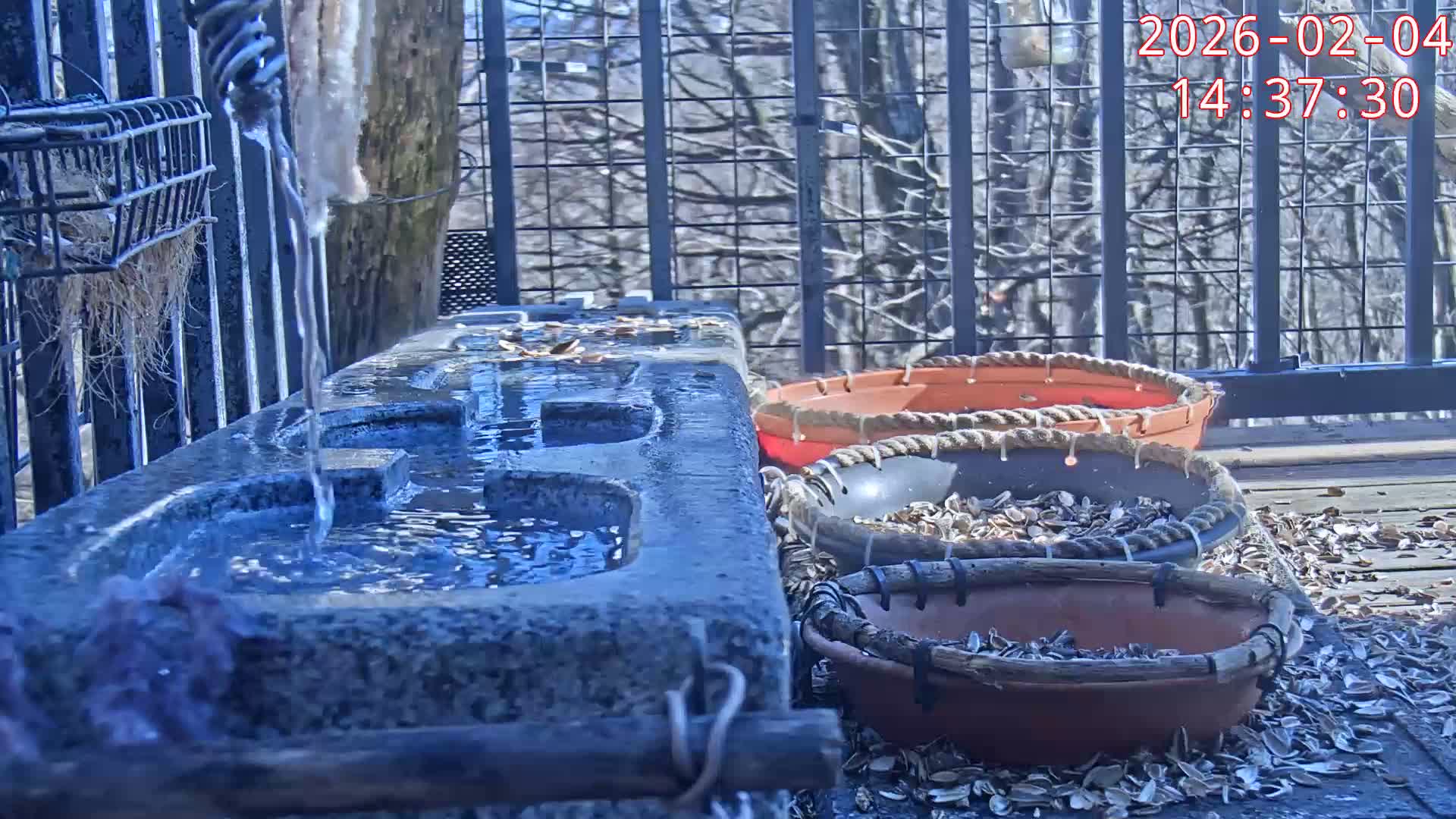 Karuizawa, Mikasa Forest Birds & Squirrels Life Live Cam - Nagakura, Karuizawa, Kitasaku, Nagano, Chubu, Japan