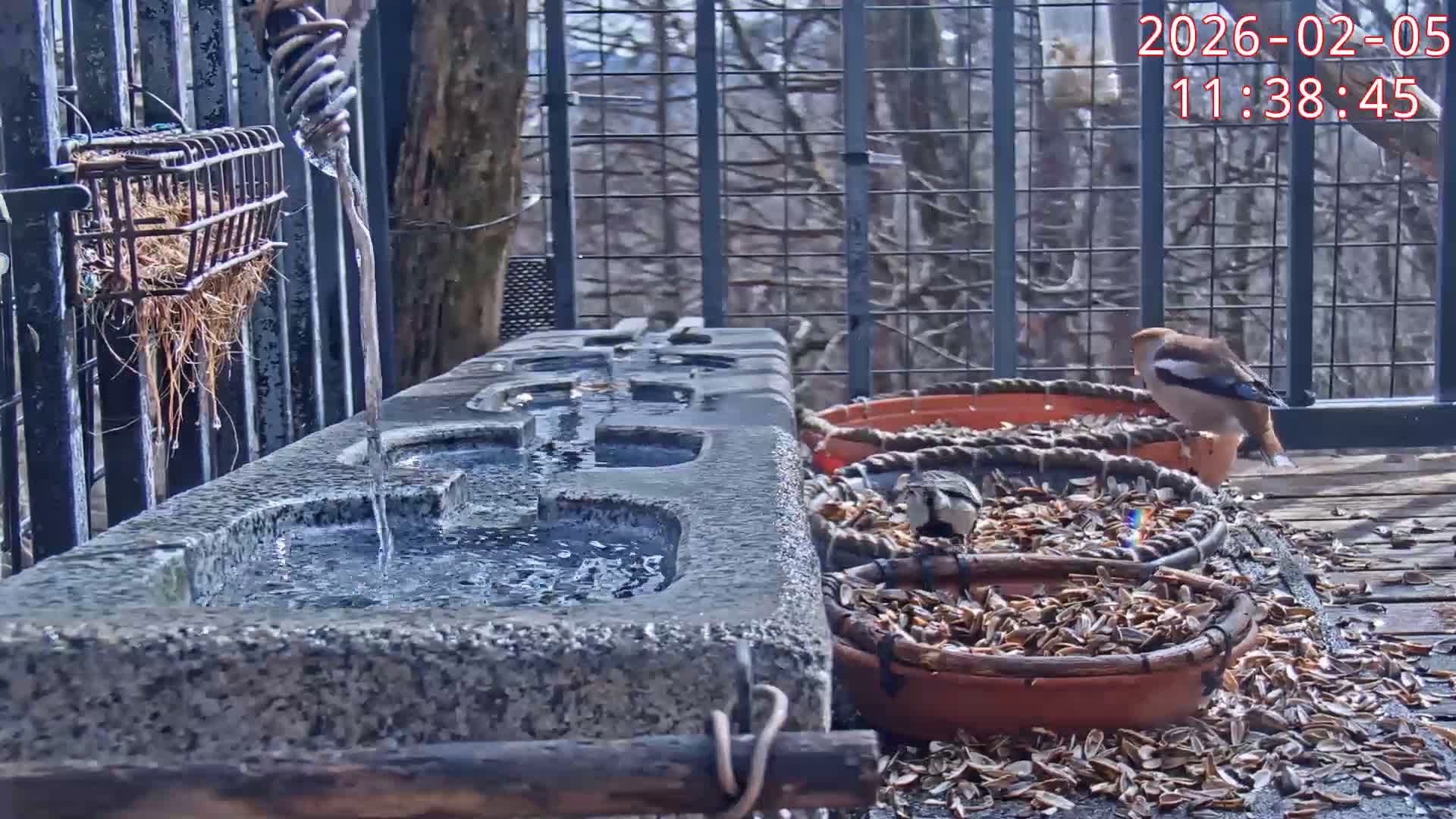 Karuizawa, Mikasa Forest Birds & Squirrels Life Live Cam - Nagakura, Karuizawa, Kitasaku, Nagano, Chubu, Japan