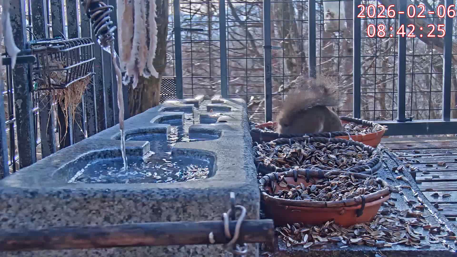 Karuizawa, Mikasa Forest Birds & Squirrels Life Live Cam - Nagakura, Karuizawa, Kitasaku, Nagano, Chubu, Japan
