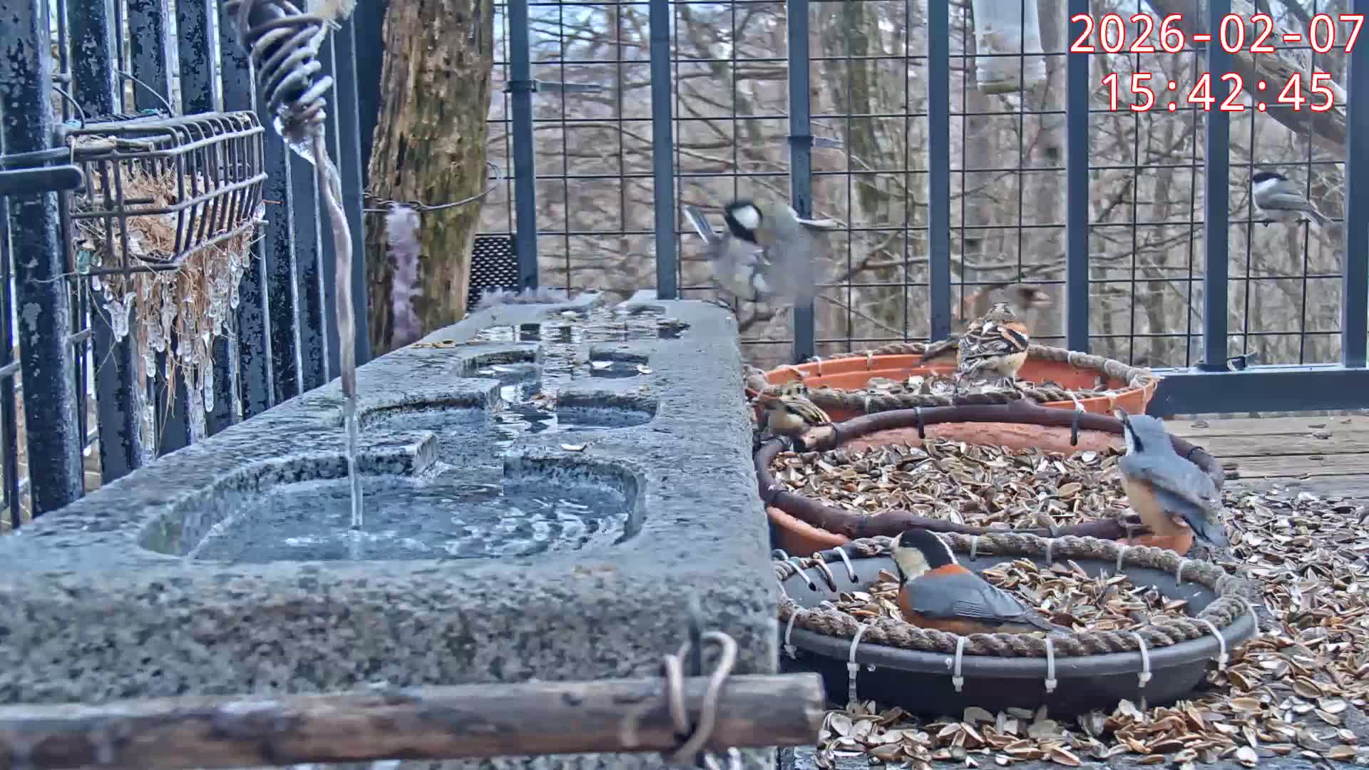 Karuizawa, Mikasa Forest Birds & Squirrels Life Live Cam - Nagakura, Karuizawa, Kitasaku, Nagano, Chubu, Japan