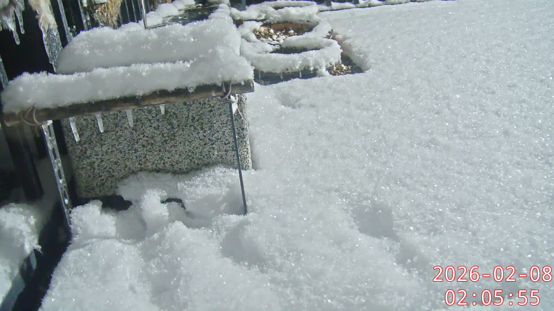 Karuizawa, Mikasa Forest Birds & Squirrels Life Live Cam - Nagakura, Karuizawa, Kitasaku, Nagano, Chubu, Japan