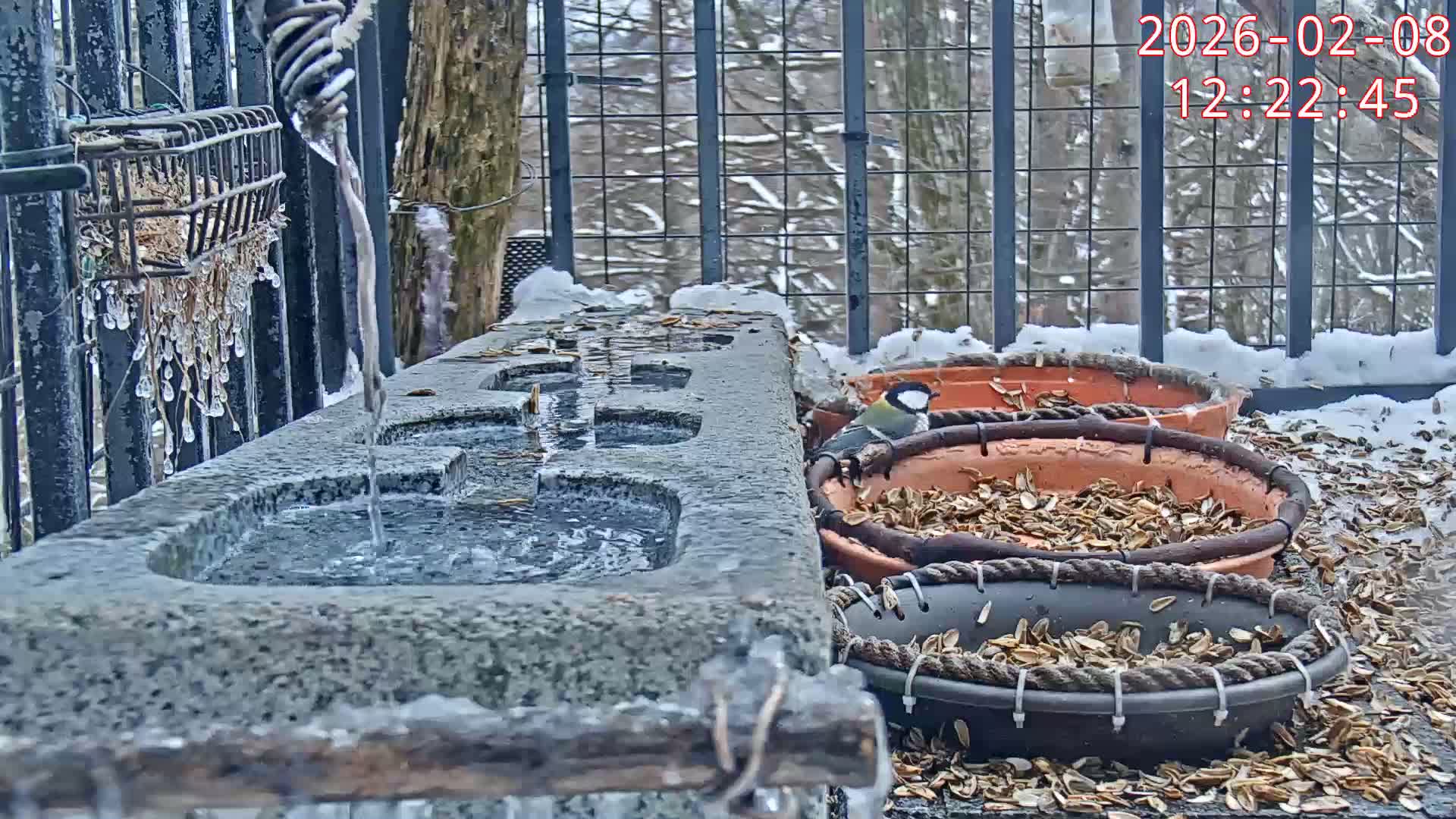 Karuizawa, Mikasa Forest Birds & Squirrels Life Live Cam - Nagakura, Karuizawa, Kitasaku, Nagano, Chubu, Japan