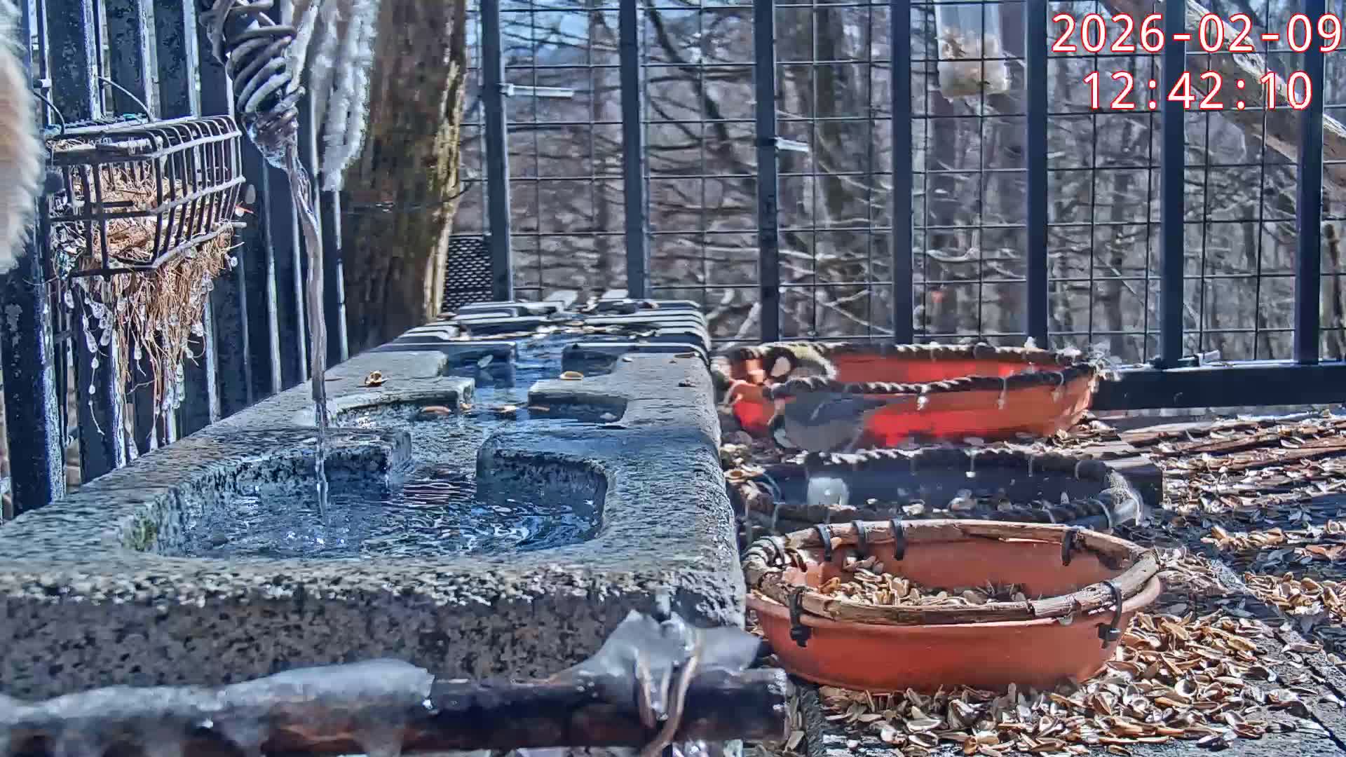 Karuizawa, Mikasa Forest Birds & Squirrels Life Live Cam - Nagakura, Karuizawa, Kitasaku, Nagano, Chubu, Japan