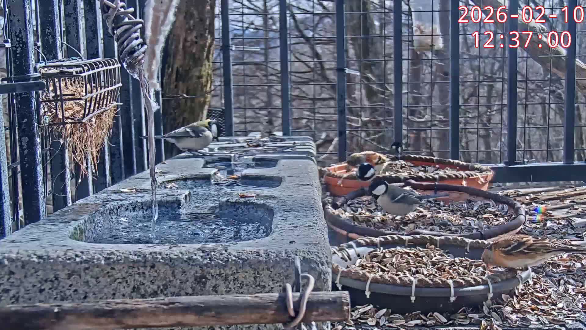 Karuizawa, Mikasa Forest Birds & Squirrels Life Live Cam - Nagakura, Karuizawa, Kitasaku, Nagano, Chubu, Japan