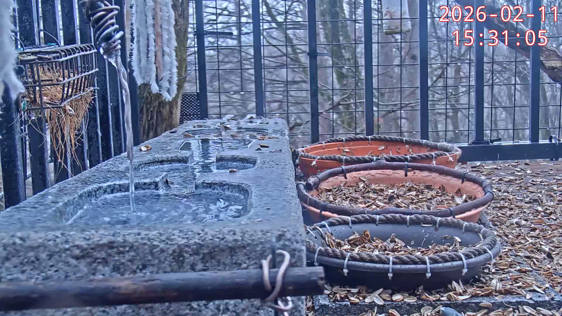 Karuizawa, Mikasa Forest Birds & Squirrels Life Live Cam - Nagakura, Karuizawa, Kitasaku, Nagano, Chubu, Japan