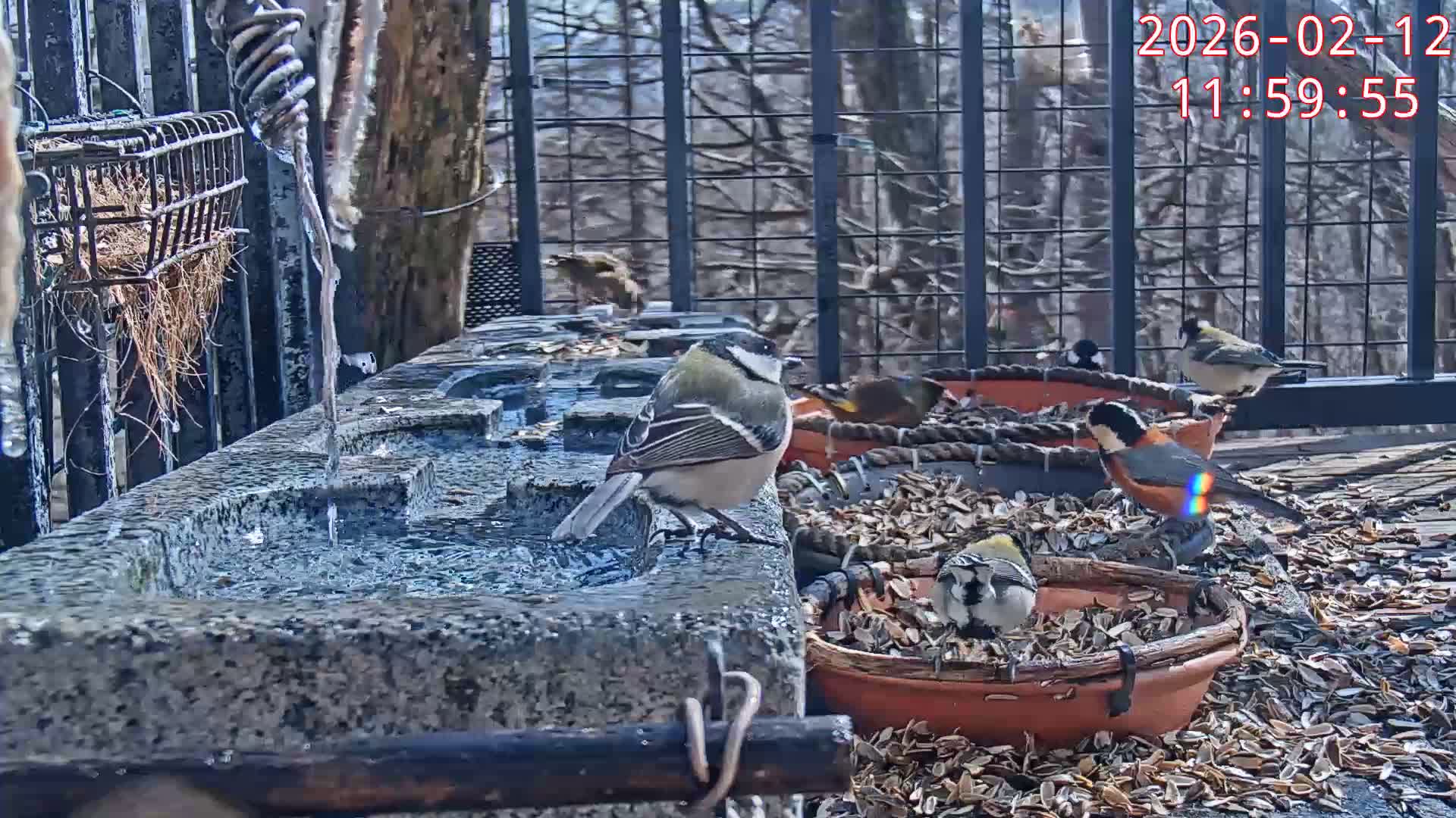 Karuizawa, Mikasa Forest Birds & Squirrels Life Live Cam - Nagakura, Karuizawa, Kitasaku, Nagano, Chubu, Japan