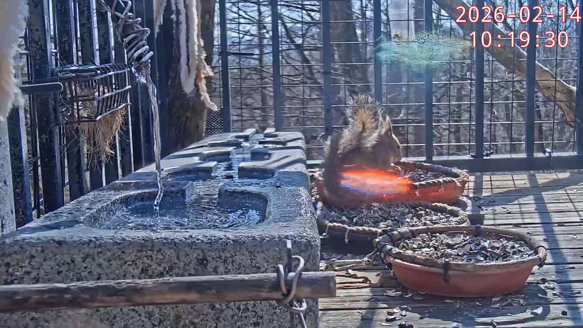 Karuizawa, Mikasa Forest Birds & Squirrels Life Live Cam - Nagakura, Karuizawa, Kitasaku, Nagano, Chubu, Japan