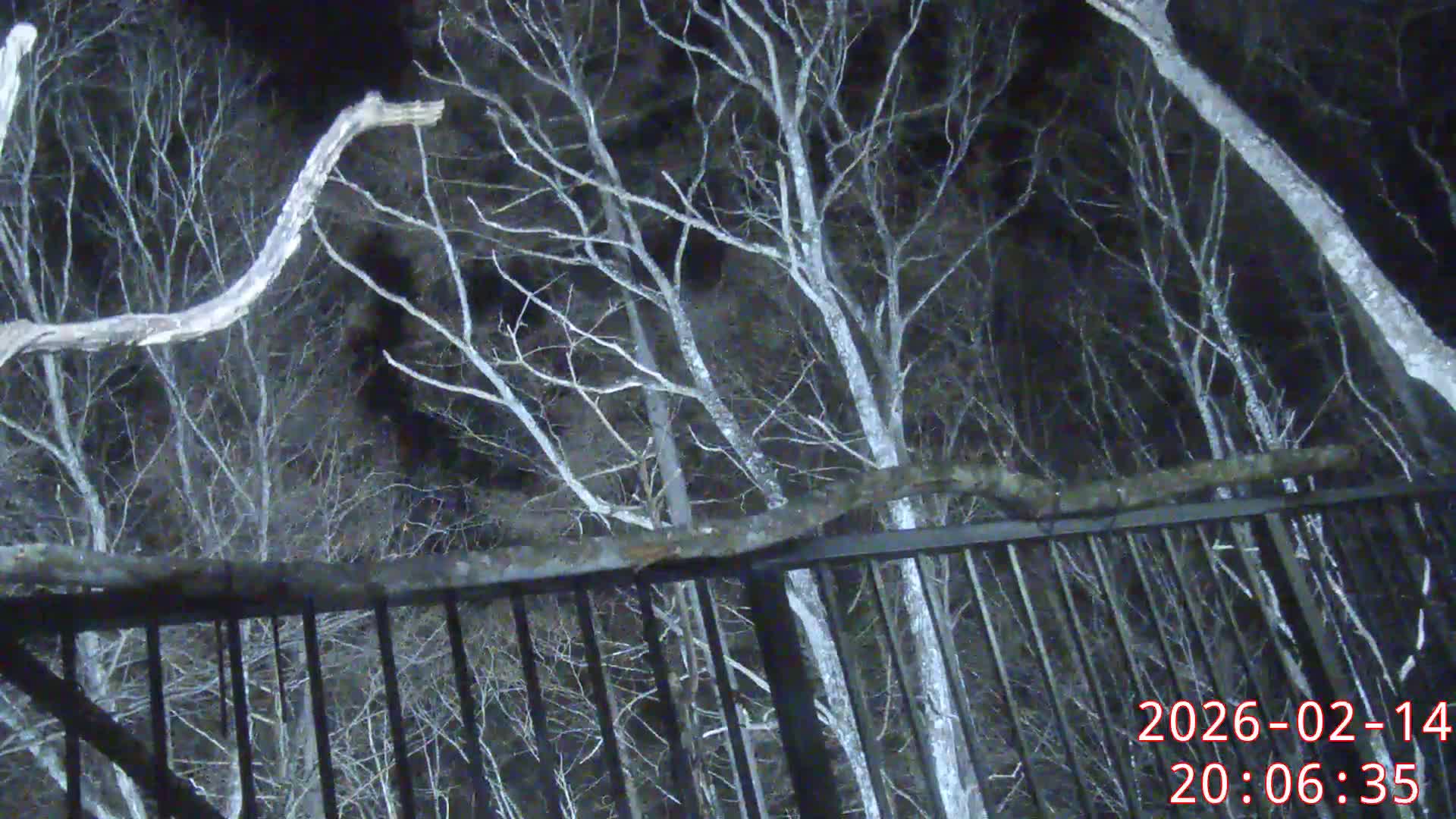 Karuizawa, Mikasa Forest Birds & Squirrels Life Live Cam - Nagakura, Karuizawa, Kitasaku, Nagano, Chubu, Japan