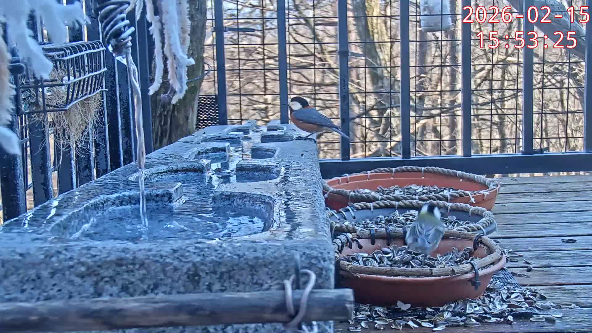 Karuizawa, Mikasa Forest Birds & Squirrels Life Live Cam - Nagakura, Karuizawa, Kitasaku, Nagano, Chubu, Japan