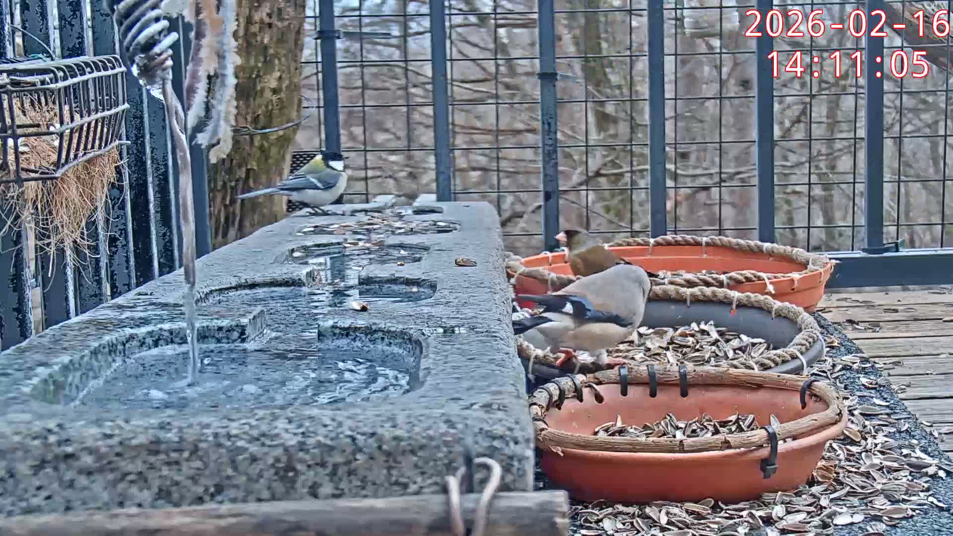 Karuizawa, Mikasa Forest Birds & Squirrels Life Live Cam - Nagakura, Karuizawa, Kitasaku, Nagano, Chubu, Japan