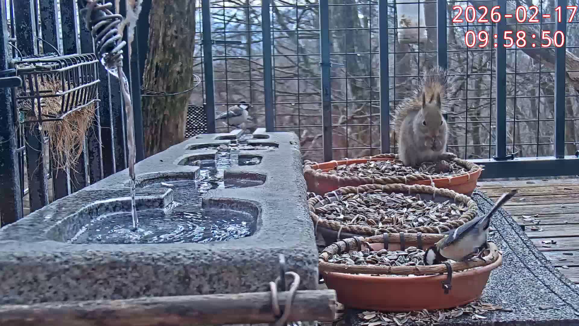 Karuizawa, Mikasa Forest Birds & Squirrels Life Live Cam - Nagakura, Karuizawa, Kitasaku, Nagano, Chubu, Japan