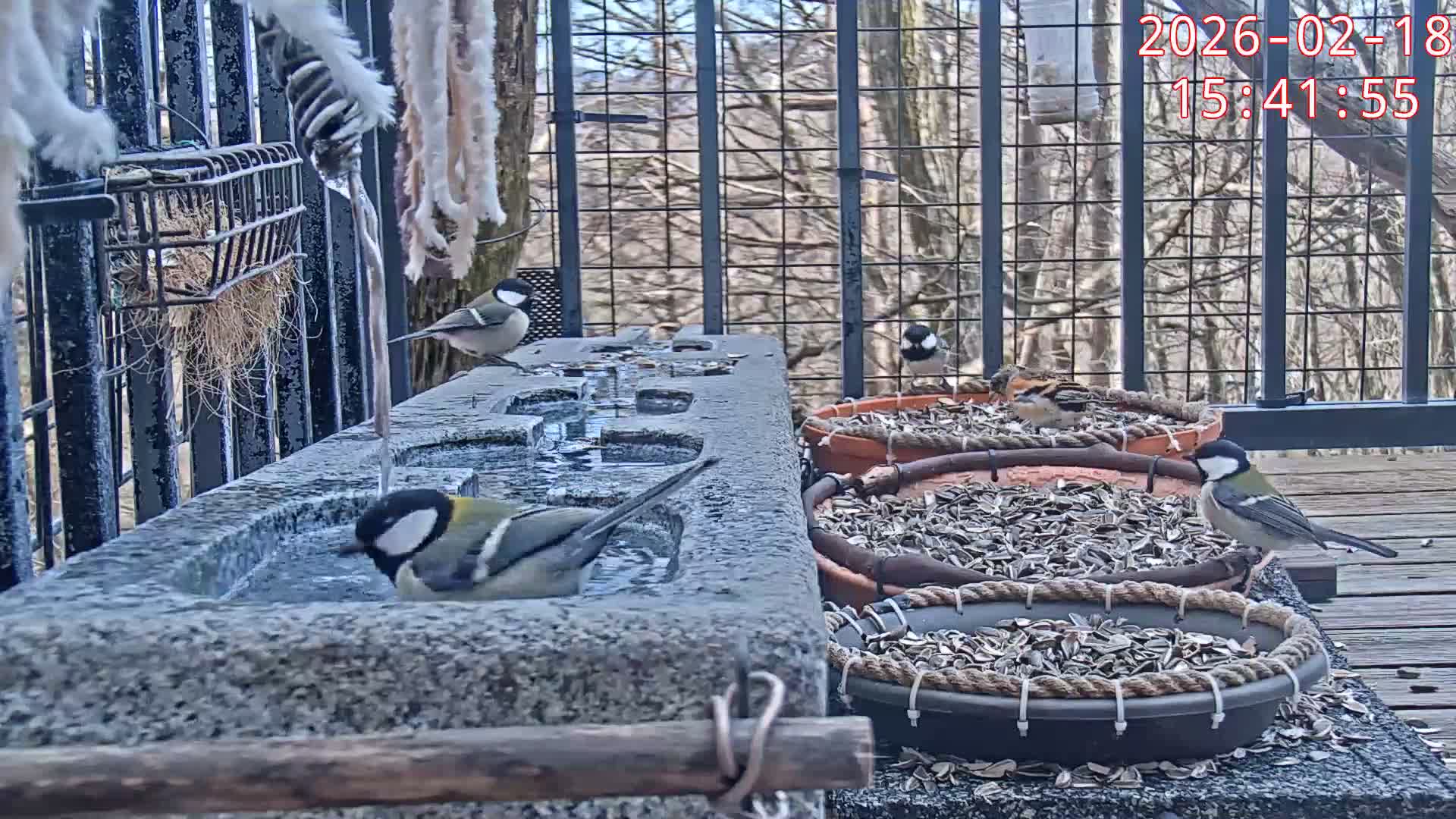 Karuizawa, Mikasa Forest Birds & Squirrels Life Live Cam - Nagakura, Karuizawa, Kitasaku, Nagano, Chubu, Japan