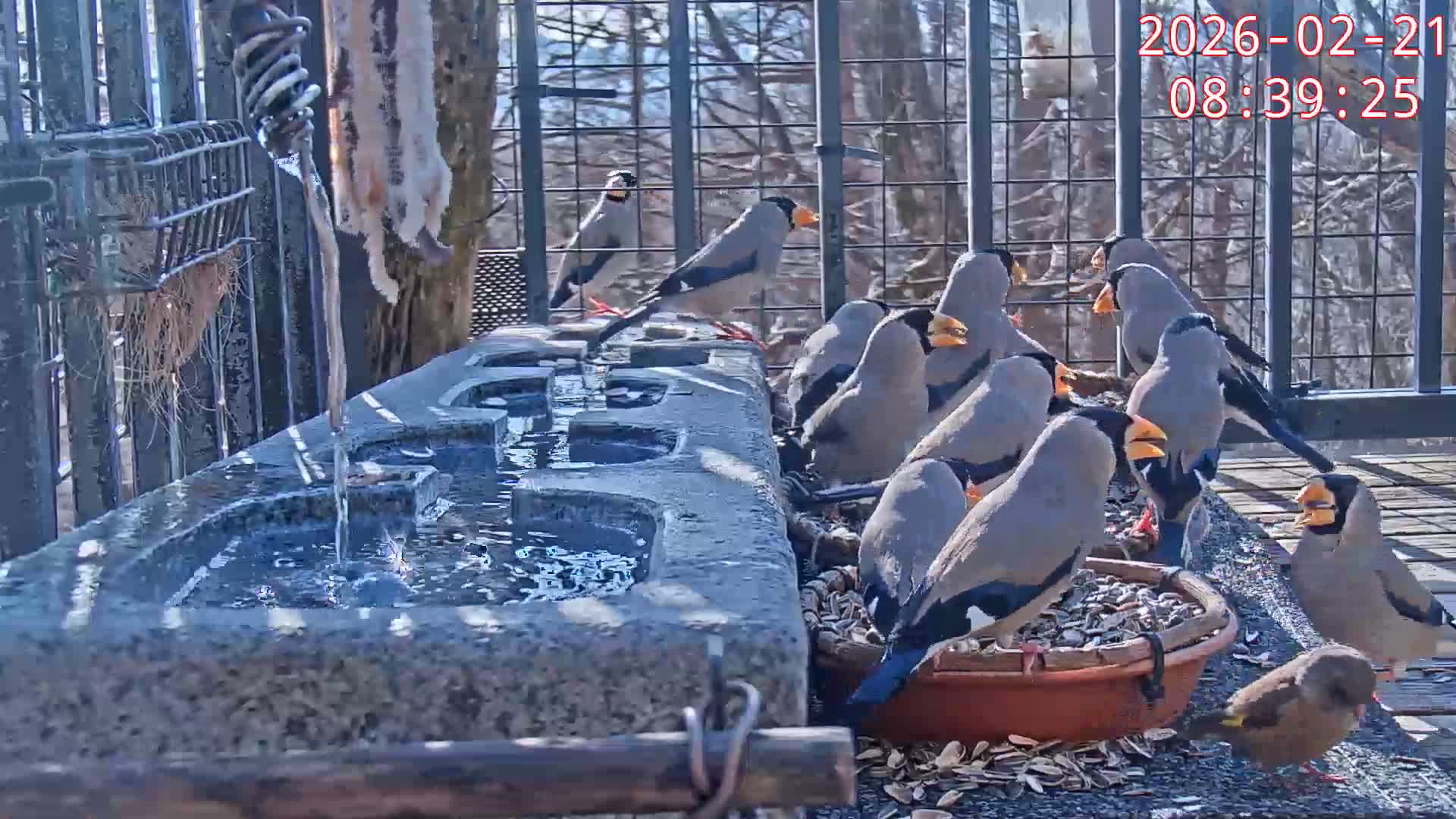 Karuizawa, Mikasa Forest Birds & Squirrels Life Live Cam - Nagakura, Karuizawa, Kitasaku, Nagano, Chubu, Japan