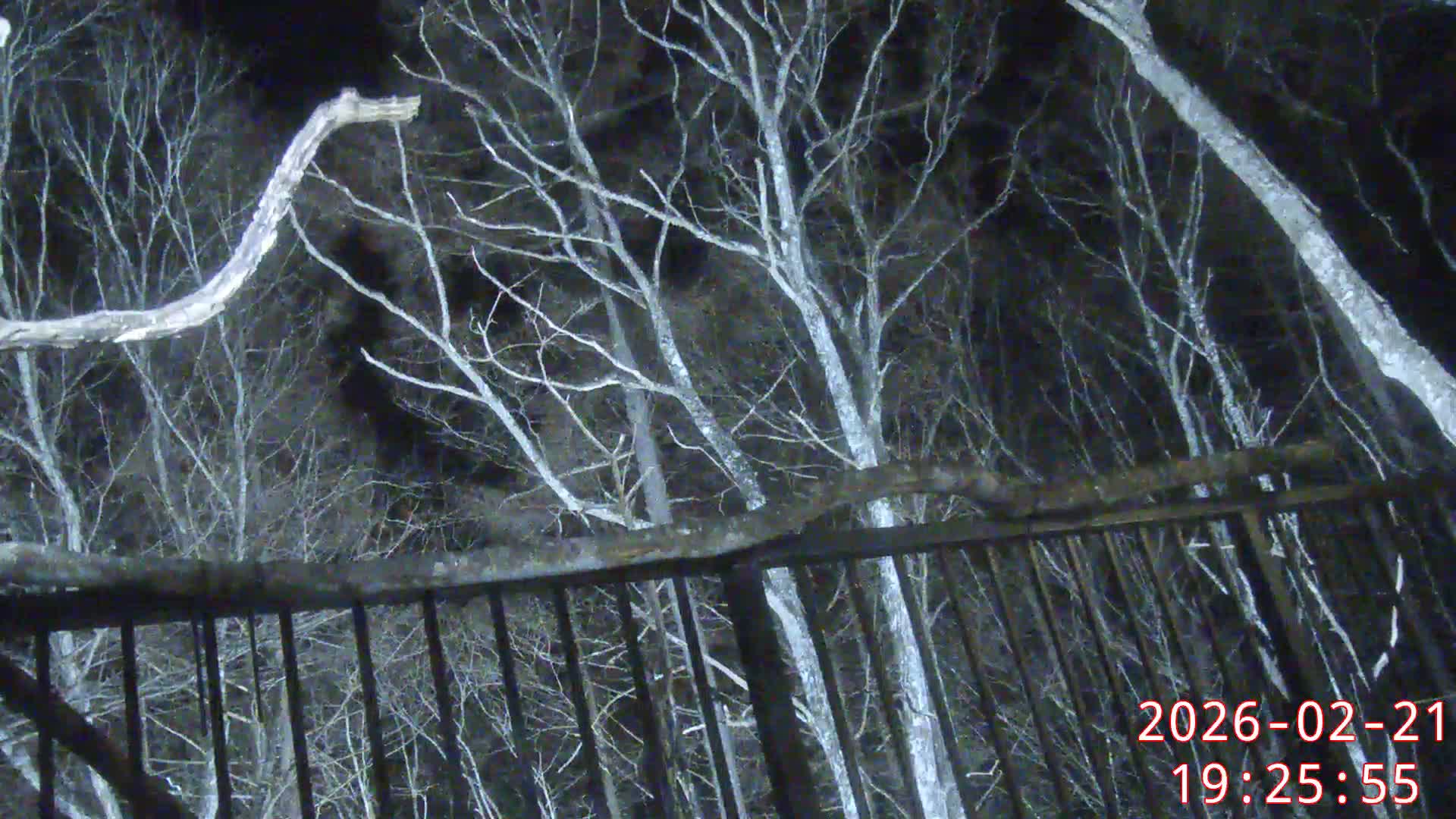 Karuizawa, Mikasa Forest Birds & Squirrels Life Live Cam - Nagakura, Karuizawa, Kitasaku, Nagano, Chubu, Japan