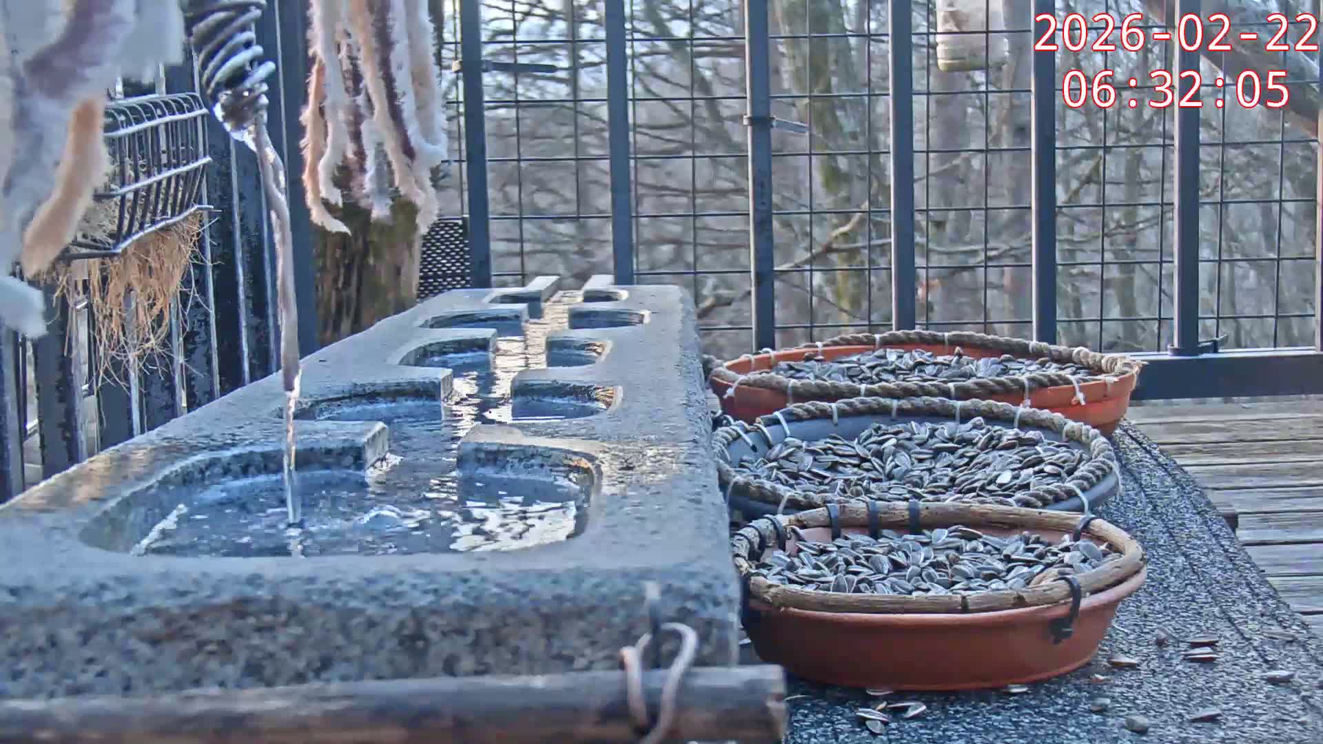 Karuizawa, Mikasa Forest Birds & Squirrels Life Live Cam - Nagakura, Karuizawa, Kitasaku, Nagano, Chubu, Japan
