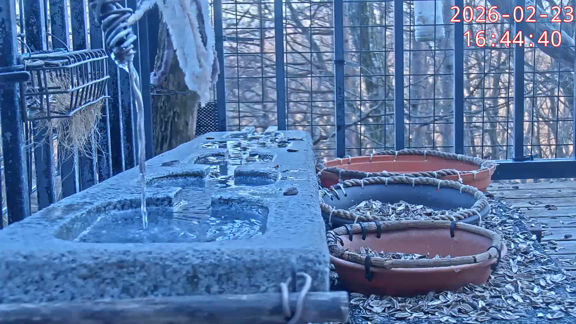 Karuizawa, Mikasa Forest Birds & Squirrels Life Live Cam - Nagakura, Karuizawa, Kitasaku, Nagano, Chubu, Japan