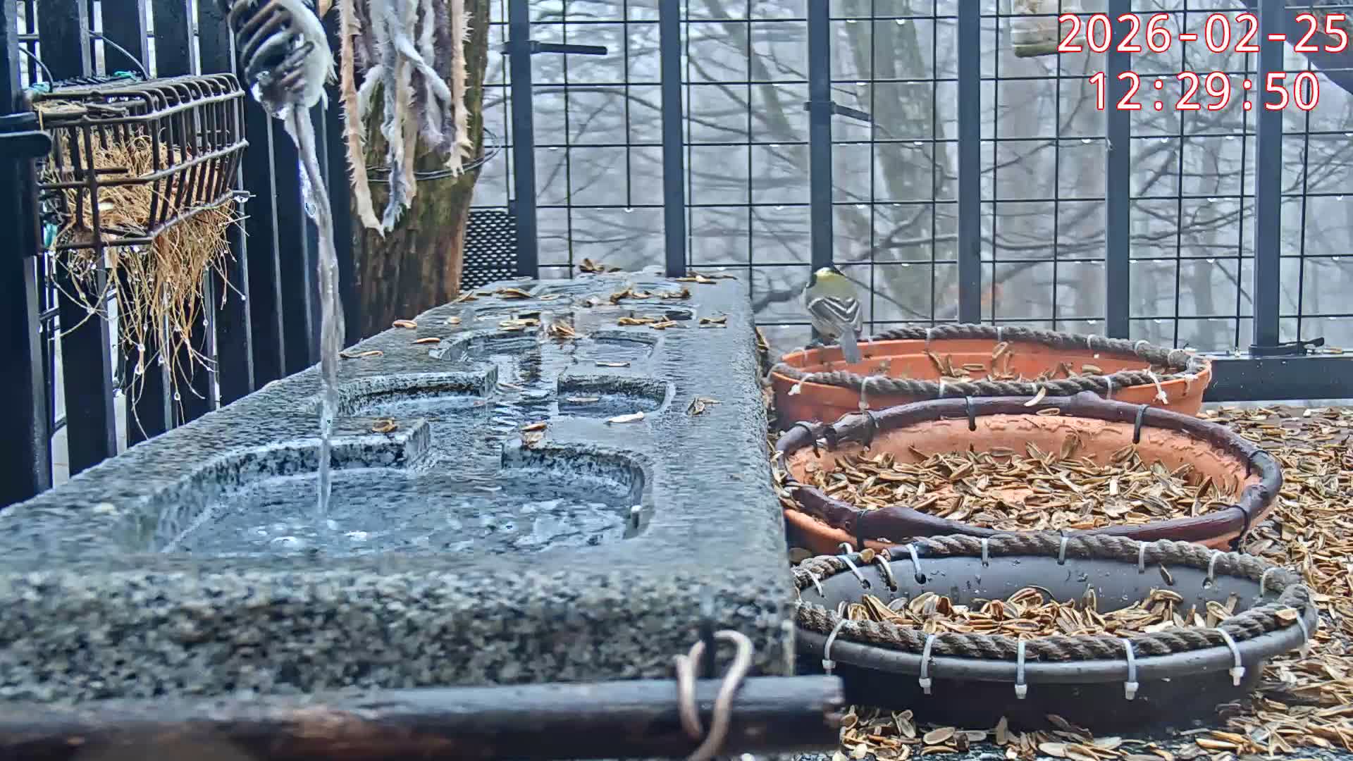 Karuizawa, Mikasa Forest Birds & Squirrels Life Live Cam - Nagakura, Karuizawa, Kitasaku, Nagano, Chubu, Japan