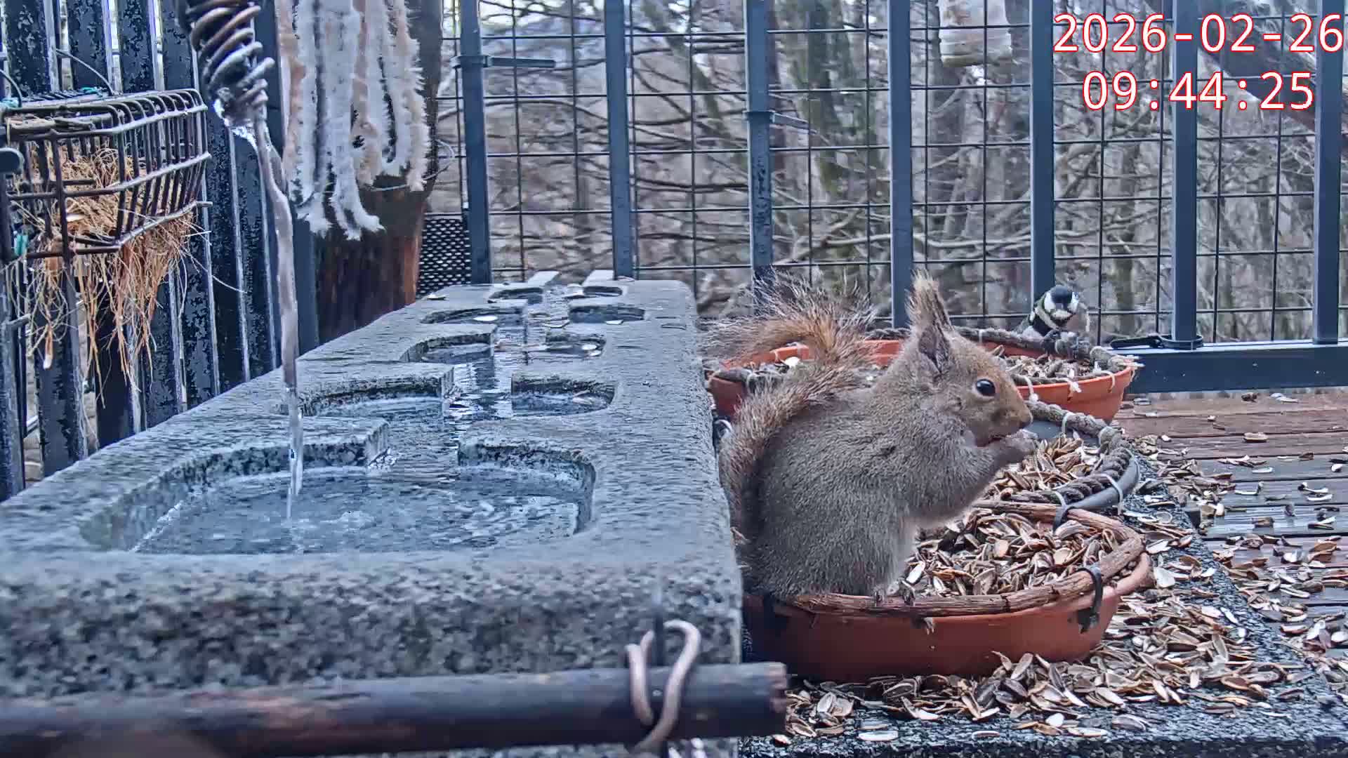 Karuizawa, Mikasa Forest Birds & Squirrels Life Live Cam - Nagakura, Karuizawa, Kitasaku, Nagano, Chubu, Japan