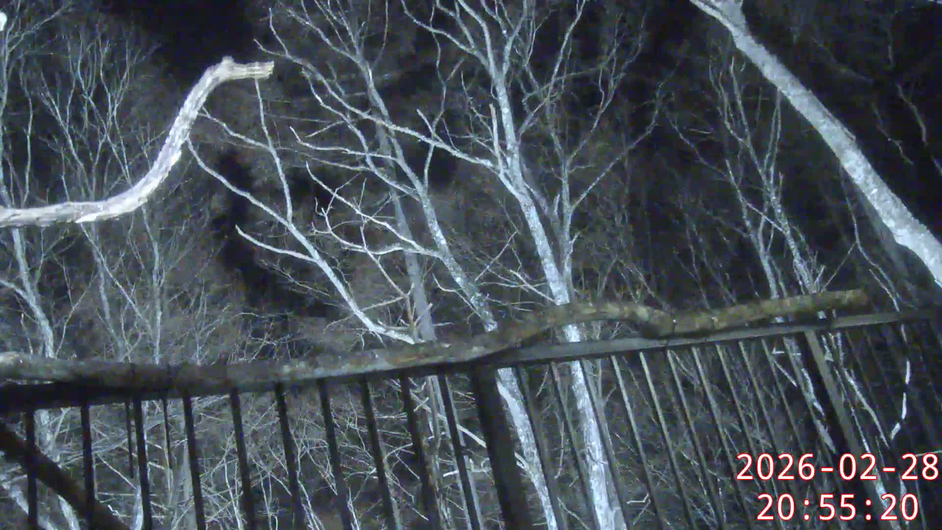 Karuizawa, Mikasa Forest Birds & Squirrels Life Live Cam - Nagakura, Karuizawa, Kitasaku, Nagano, Chubu, Japan