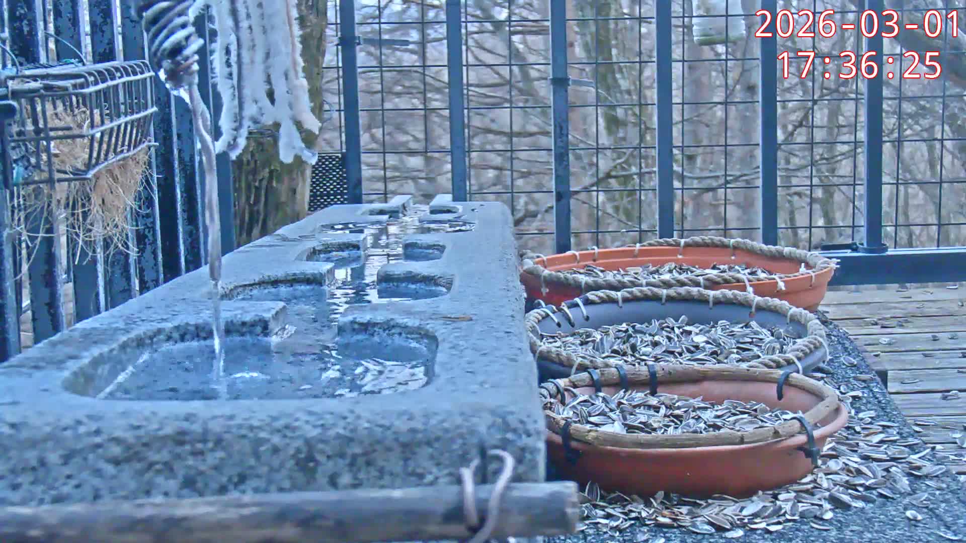 Karuizawa, Mikasa Forest Birds & Squirrels Life Live Cam - Nagakura, Karuizawa, Kitasaku, Nagano, Chubu, Japan