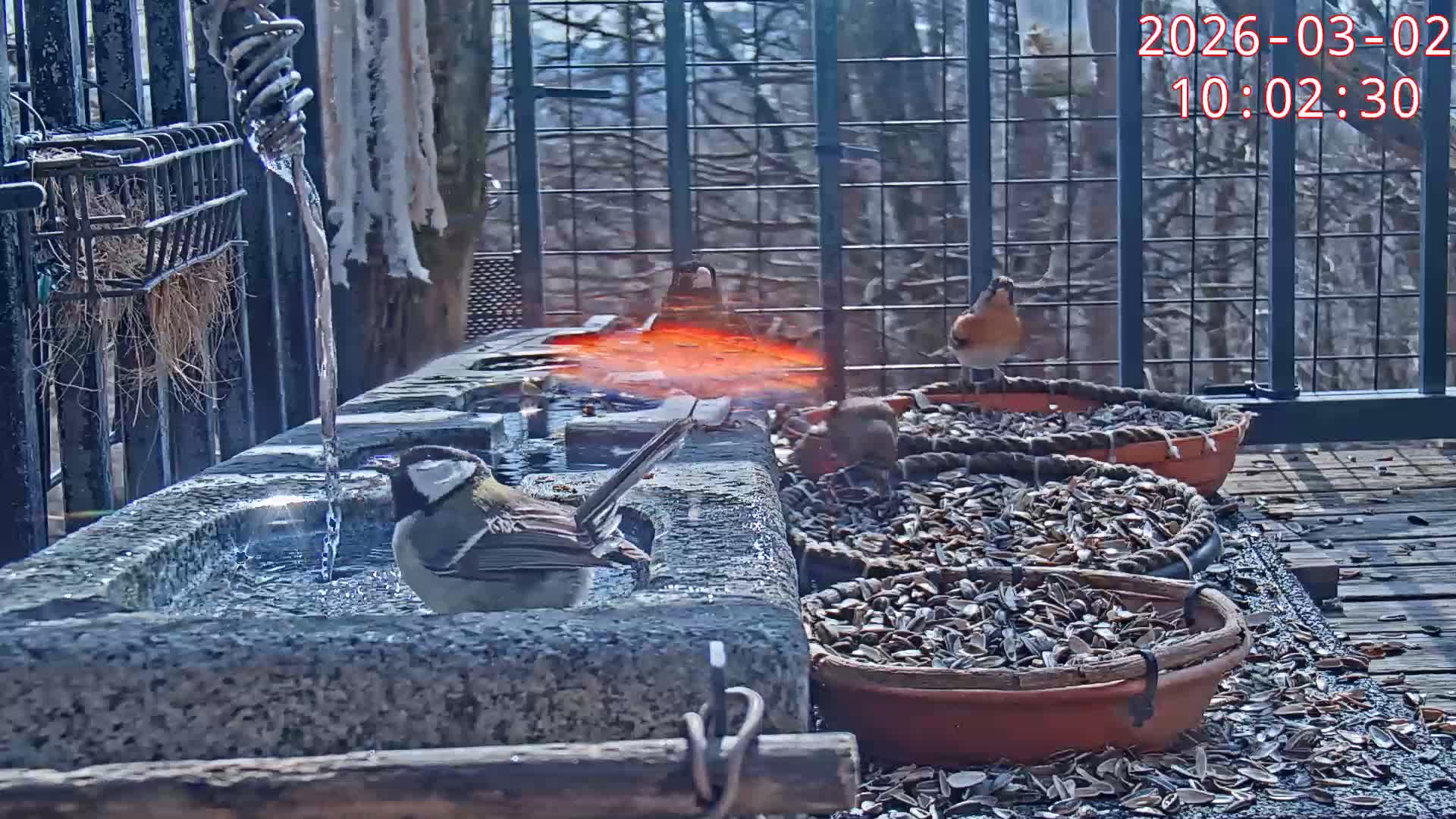 Karuizawa, Mikasa Forest Birds & Squirrels Life Live Cam - Nagakura, Karuizawa, Kitasaku, Nagano, Chubu, Japan