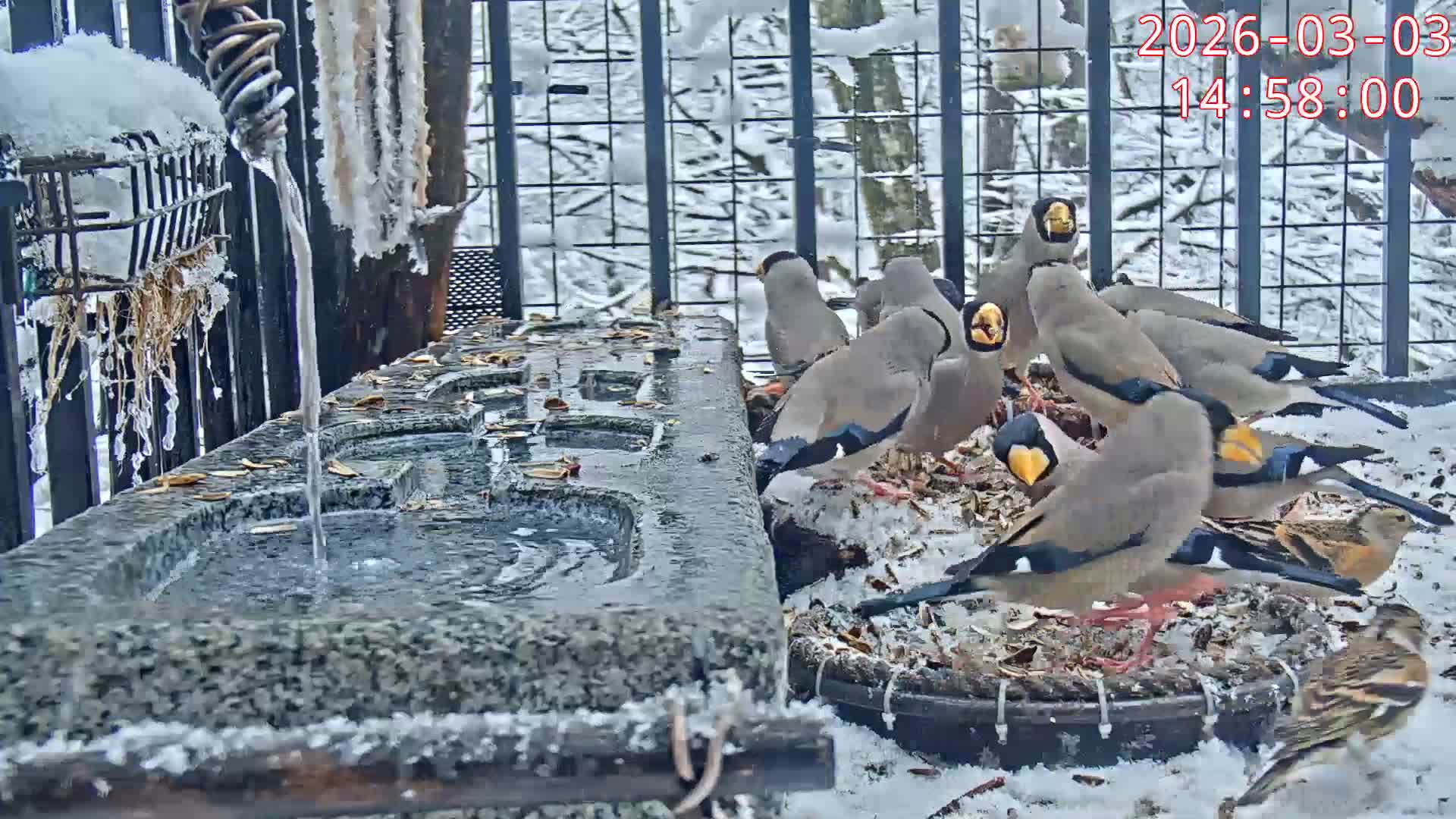 Karuizawa, Mikasa Forest Birds & Squirrels Life Live Cam - Nagakura, Karuizawa, Kitasaku, Nagano, Chubu, Japan
