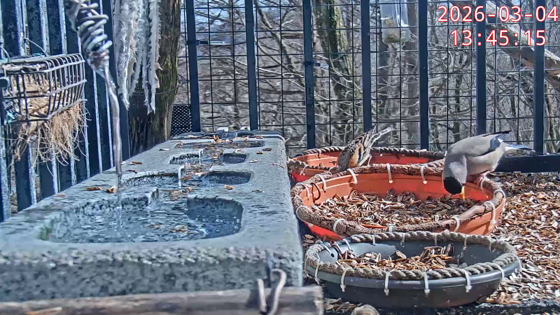 Karuizawa, Mikasa Forest Birds & Squirrels Life Live Cam - Nagakura, Karuizawa, Kitasaku, Nagano, Chubu, Japan
