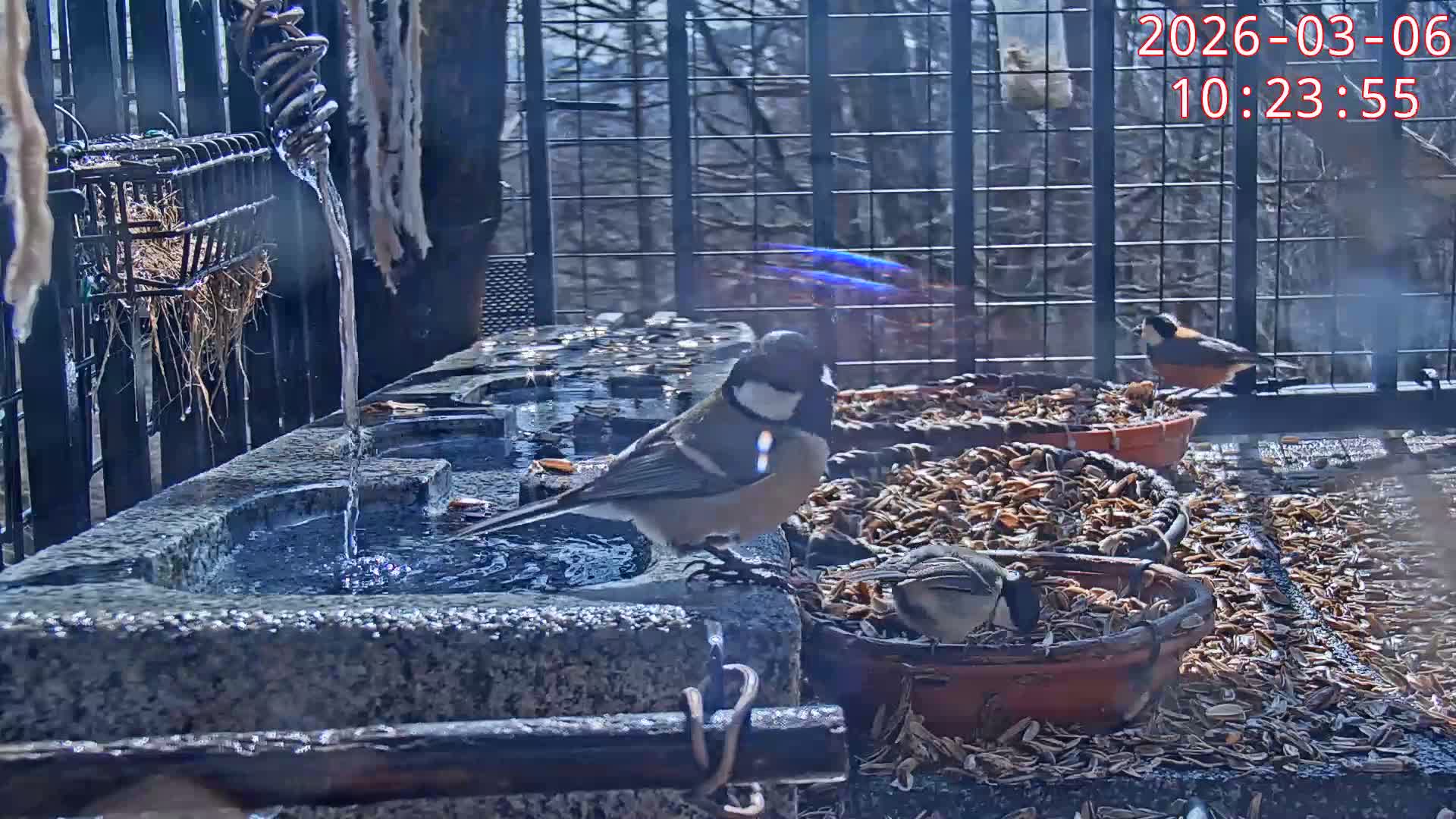 Karuizawa, Mikasa Forest Birds & Squirrels Life Live Cam - Nagakura, Karuizawa, Kitasaku, Nagano, Chubu, Japan