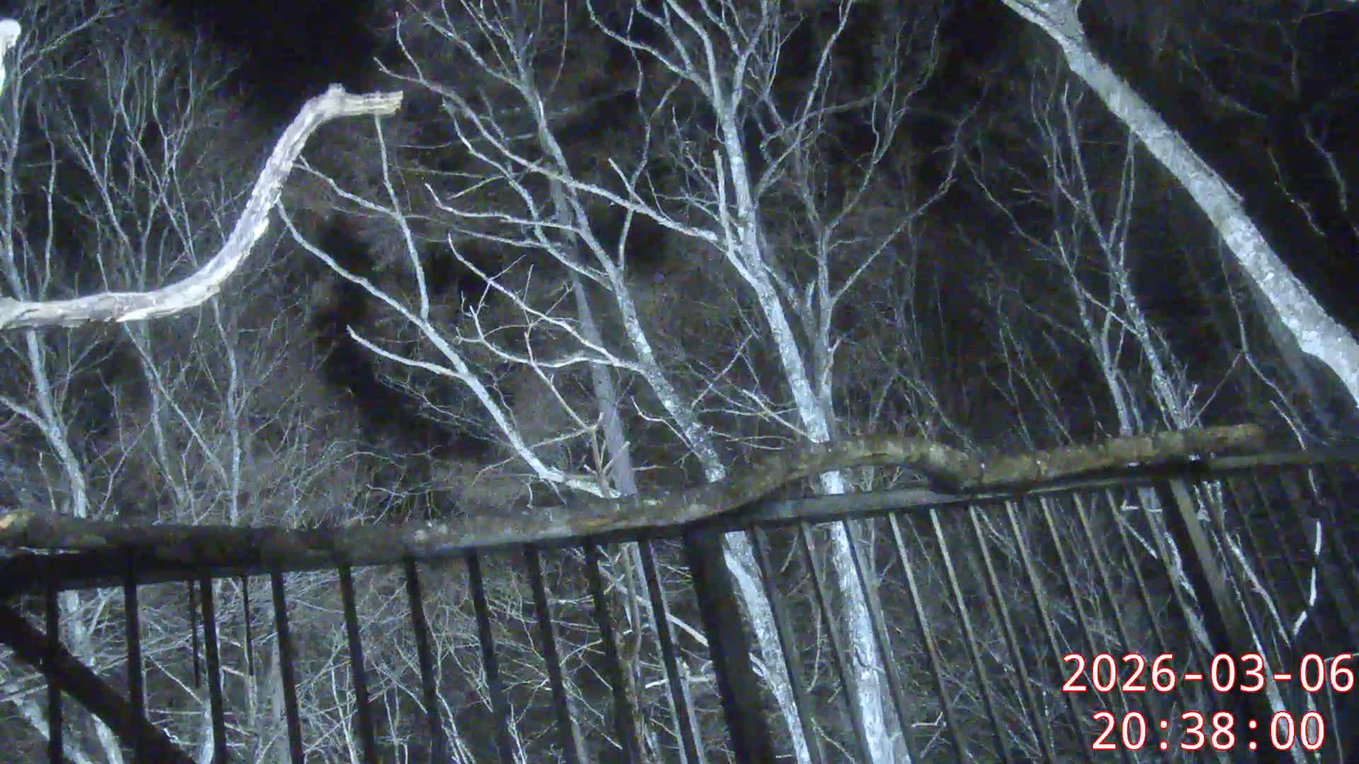 Karuizawa, Mikasa Forest Birds & Squirrels Life Live Cam - Nagakura, Karuizawa, Kitasaku, Nagano, Chubu, Japan