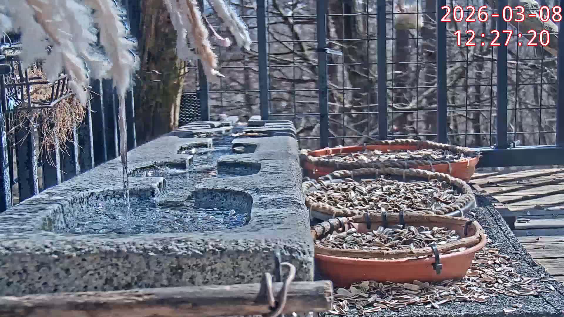 Karuizawa, Mikasa Forest Birds & Squirrels Life Live Cam - Nagakura, Karuizawa, Kitasaku, Nagano, Chubu, Japan