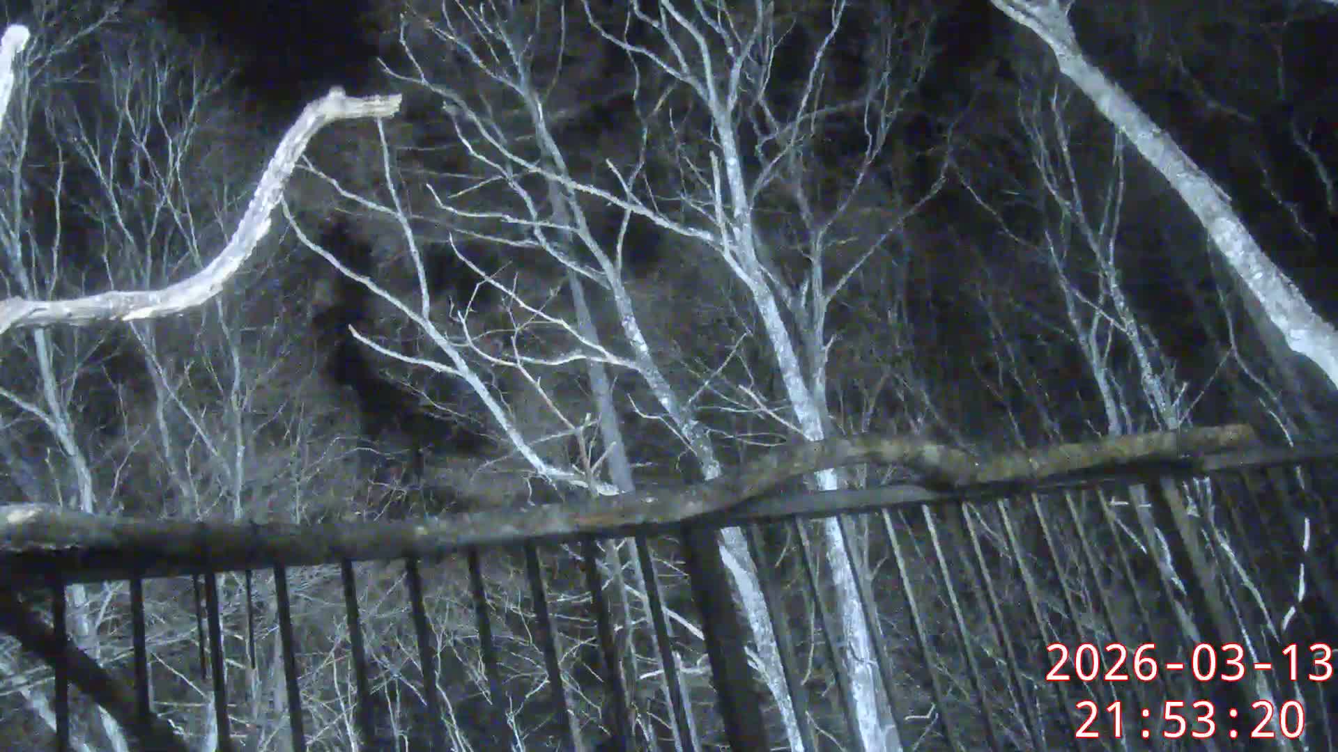 Karuizawa, Mikasa Forest Birds & Squirrels Life Live Cam - Nagakura, Karuizawa, Kitasaku, Nagano, Chubu, Japan