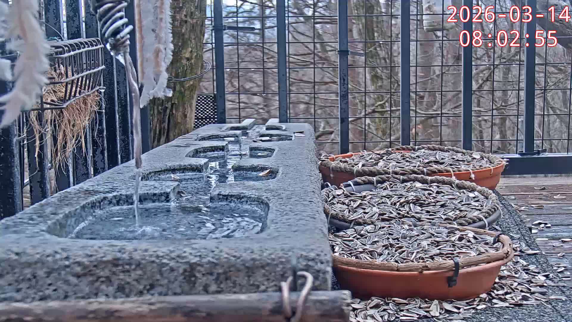 Karuizawa, Mikasa Forest Birds & Squirrels Life Live Cam - Nagakura, Karuizawa, Kitasaku, Nagano, Chubu, Japan