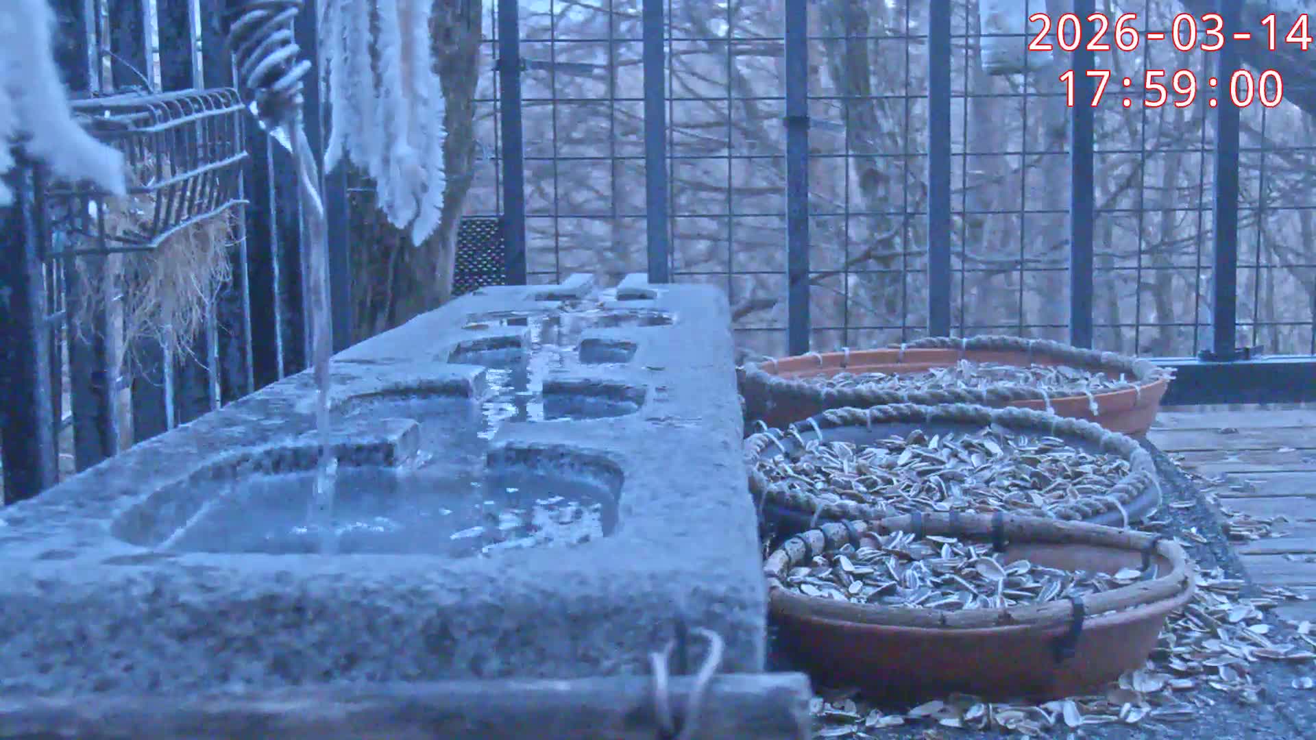 Karuizawa, Mikasa Forest Birds & Squirrels Life Live Cam - Nagakura, Karuizawa, Kitasaku, Nagano, Chubu, Japan