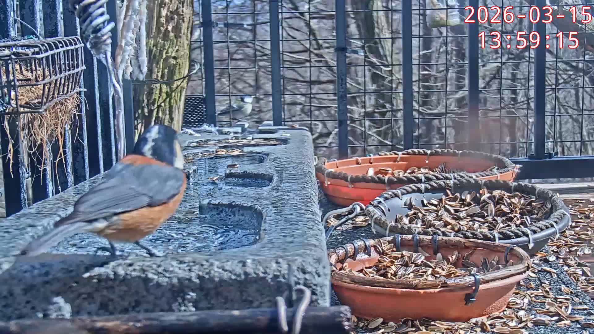 Karuizawa, Mikasa Forest Birds & Squirrels Life Live Cam - Nagakura, Karuizawa, Kitasaku, Nagano, Chubu, Japan