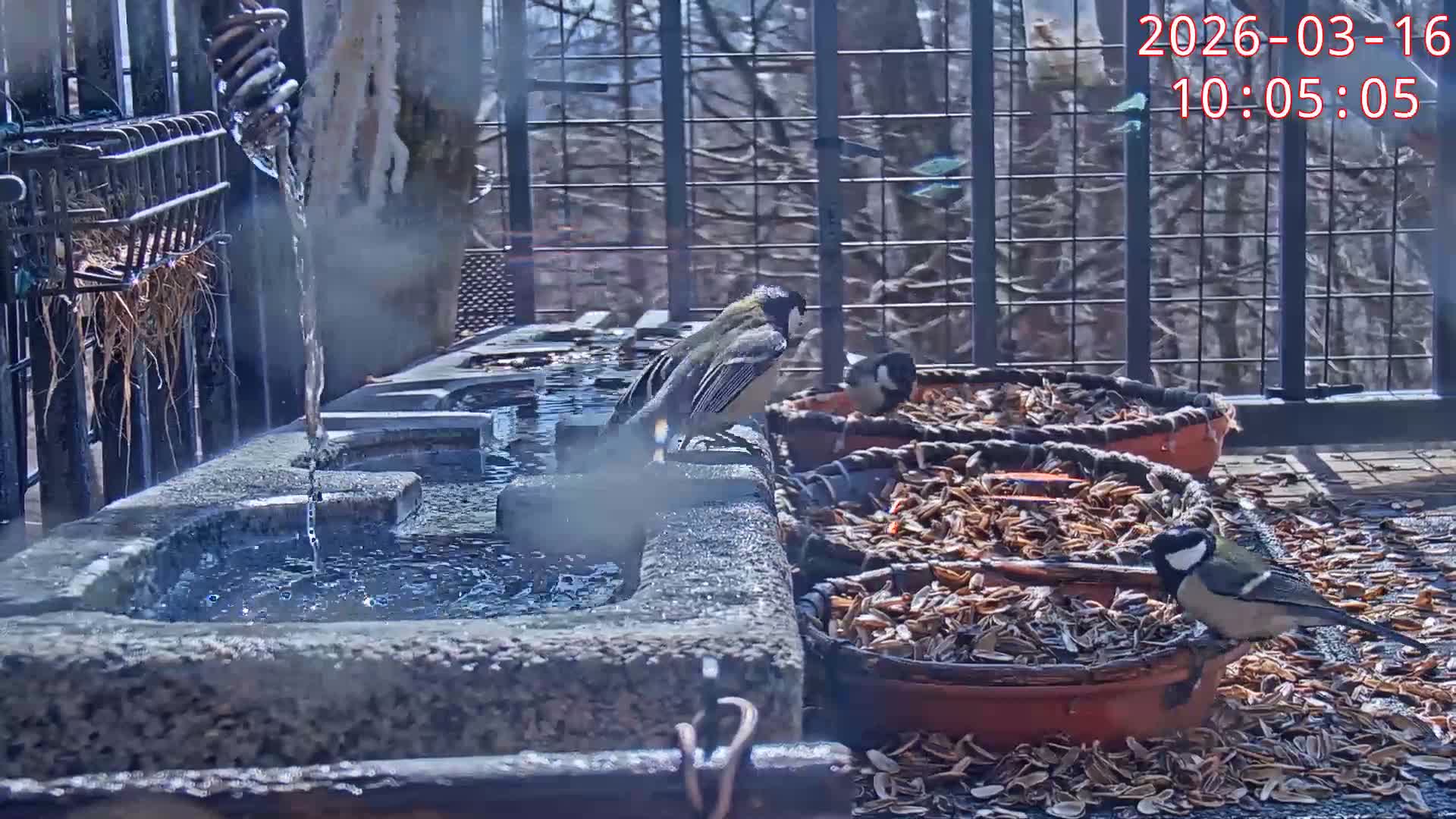 Karuizawa, Mikasa Forest Birds & Squirrels Life Live Cam - Nagakura, Karuizawa, Kitasaku, Nagano, Chubu, Japan