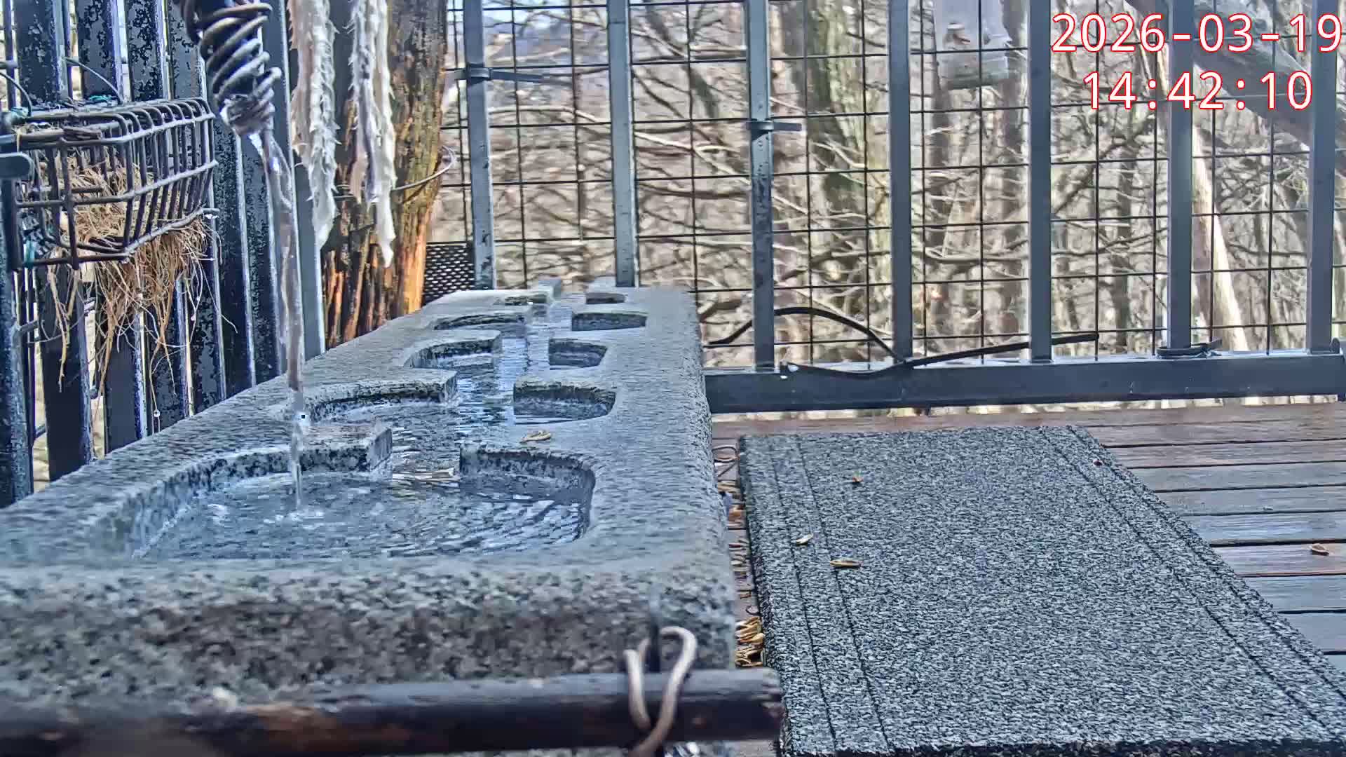 Karuizawa, Mikasa Forest Birds & Squirrels Life Live Cam - Nagakura, Karuizawa, Kitasaku, Nagano, Chubu, Japan