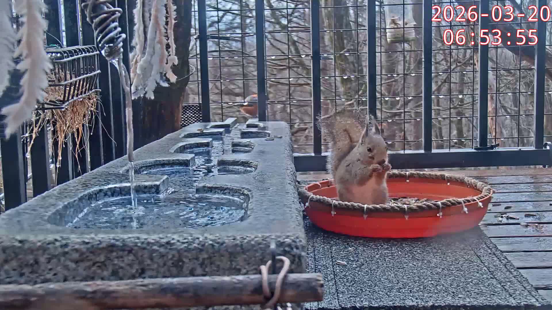 Karuizawa, Mikasa Forest Birds & Squirrels Life Live Cam - Nagakura, Karuizawa, Kitasaku, Nagano, Chubu, Japan
