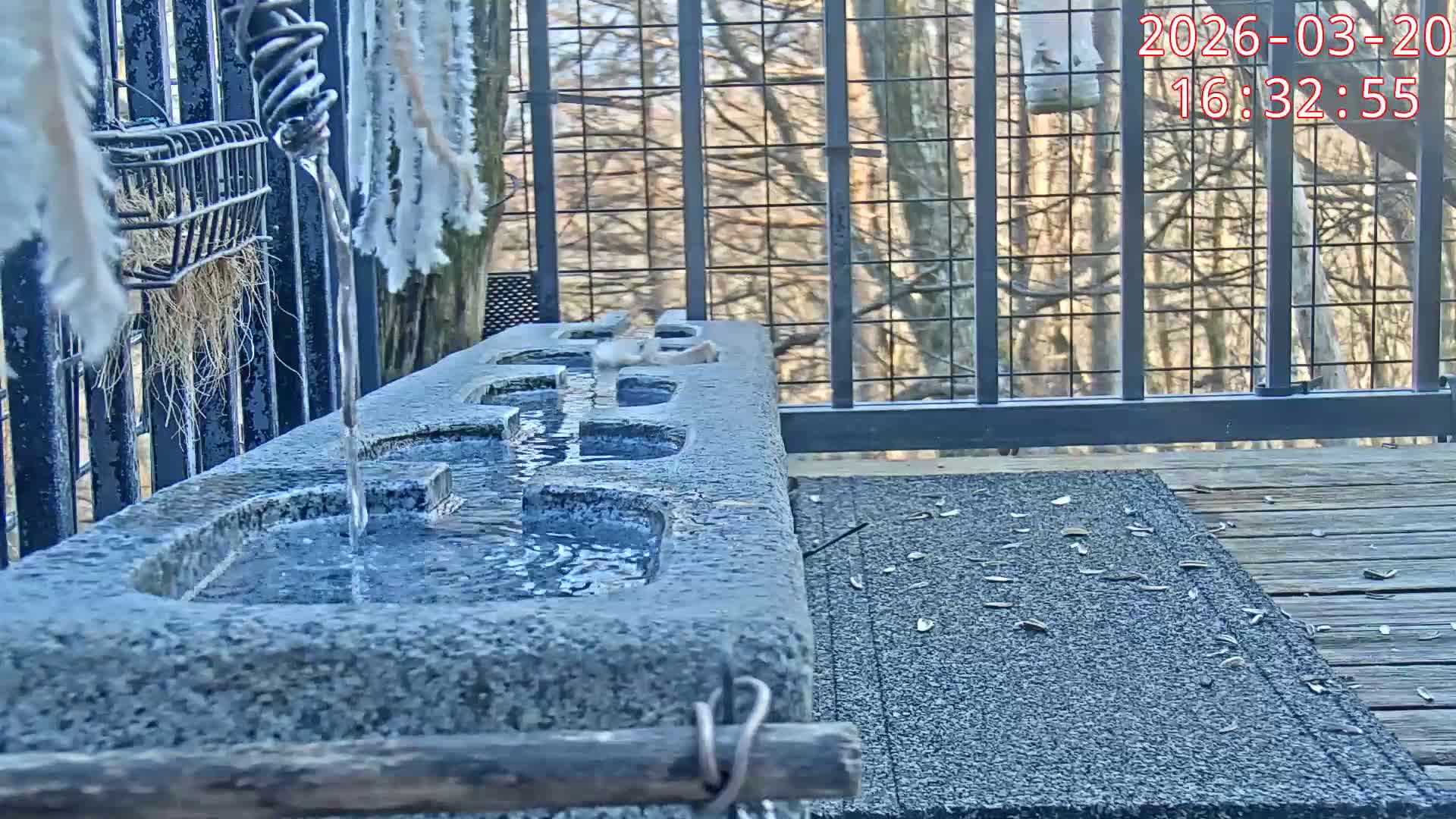 Karuizawa, Mikasa Forest Birds & Squirrels Life Live Cam - Nagakura, Karuizawa, Kitasaku, Nagano, Chubu, Japan