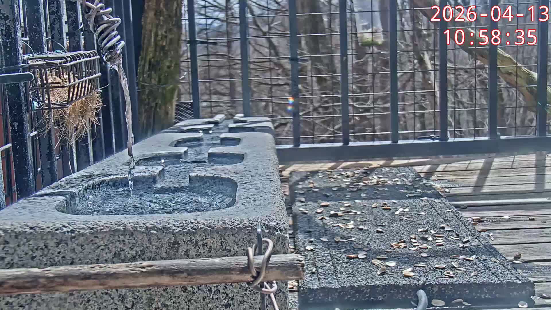 Karuizawa, Mikasa Forest Birds & Squirrels Life Live Cam - Nagakura, Karuizawa, Kitasaku, Nagano, Chubu, Japan