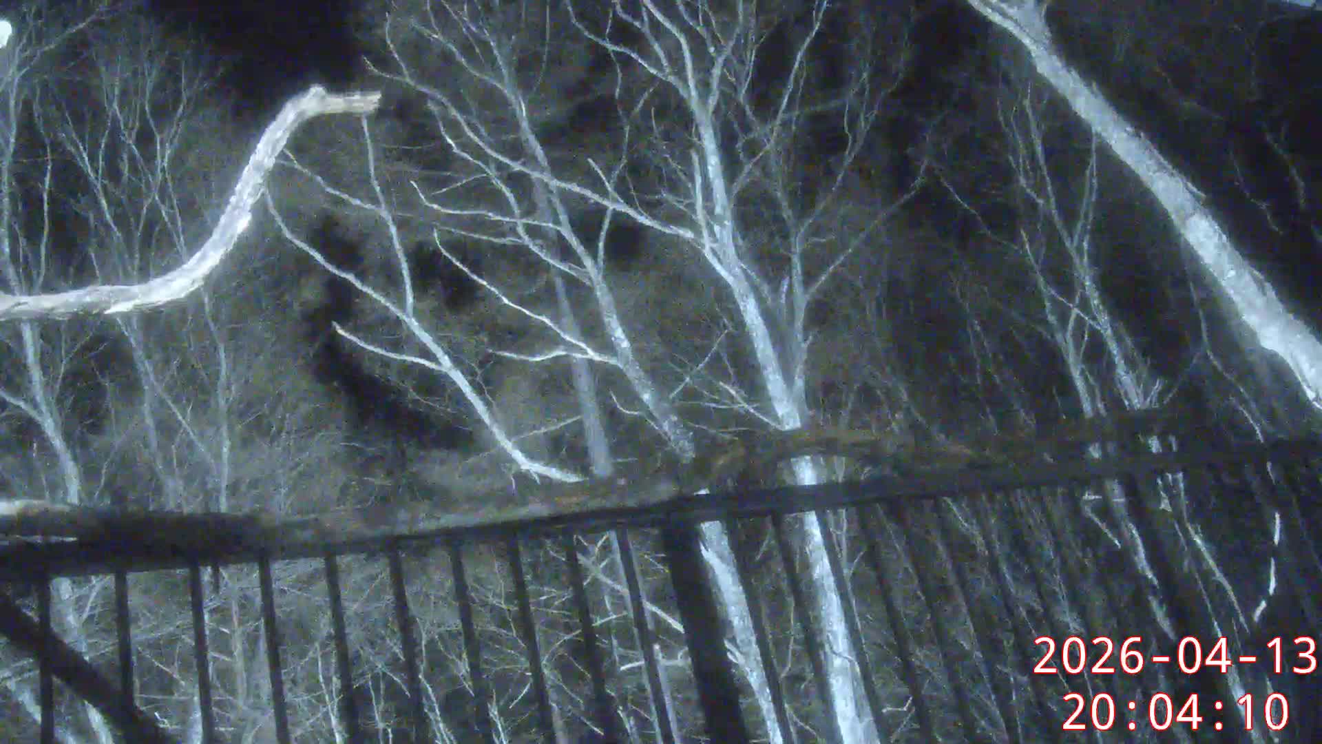 Karuizawa, Mikasa Forest Birds & Squirrels Life Live Cam - Nagakura, Karuizawa, Kitasaku, Nagano, Chubu, Japan