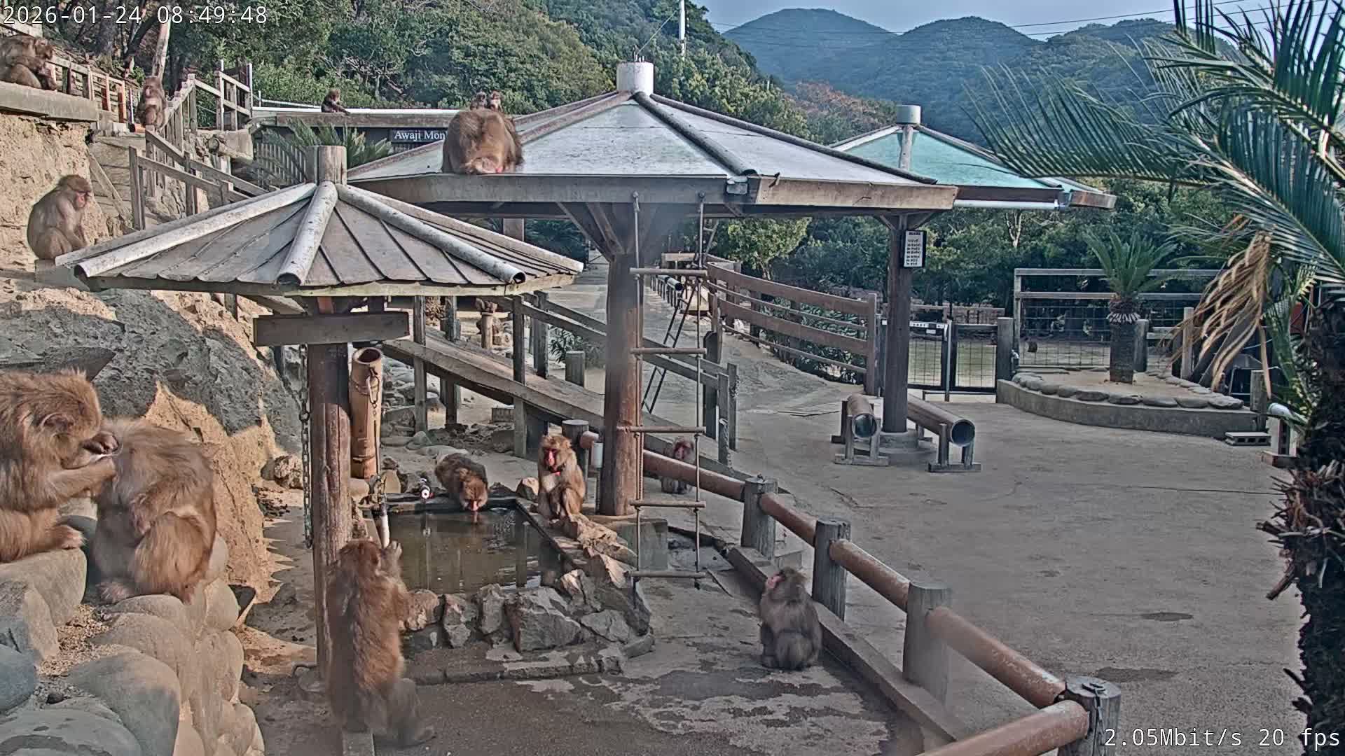 Numerous macaques are seen grooming, drinking, and resting throughout an outdoor park featuring wooden shelters, fences, and a rocky water feature, set against a backdrop of forested hills under a clear sky.