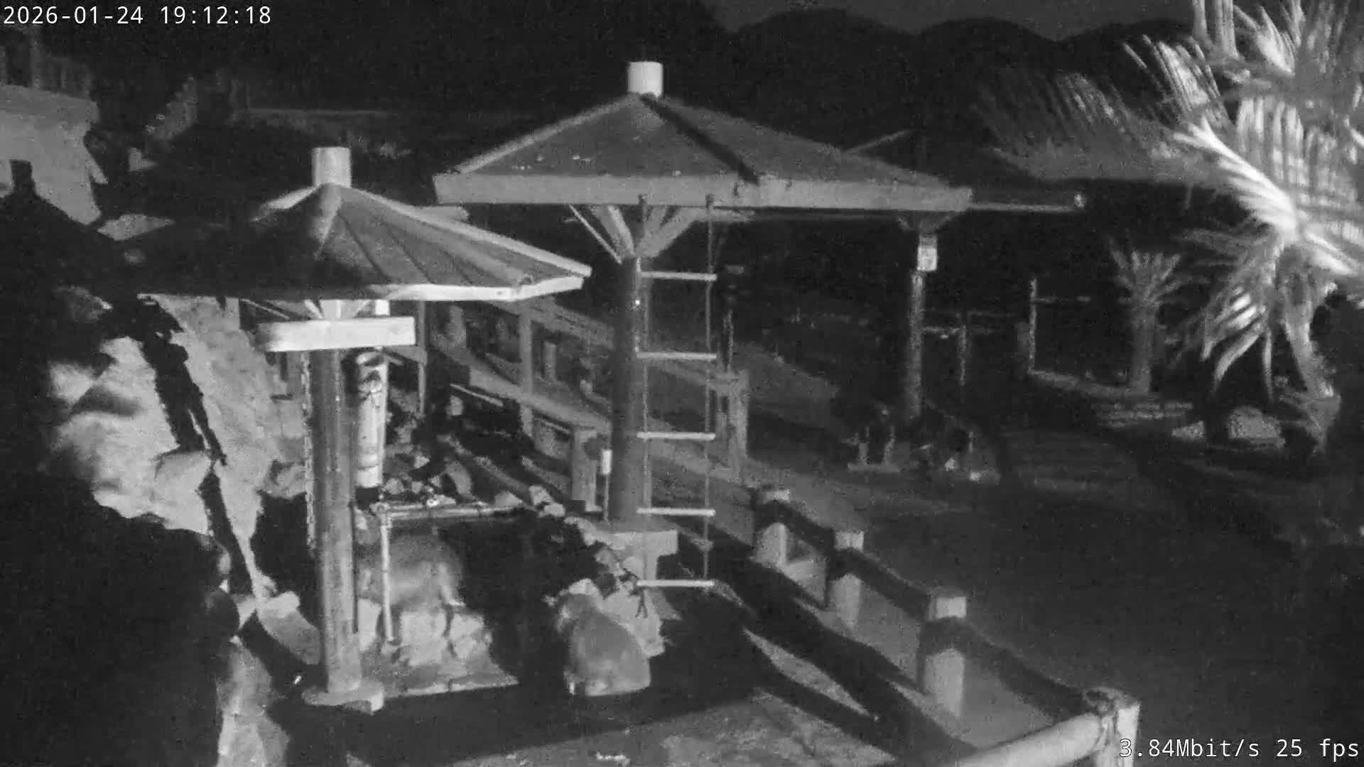 Awaji Island, Awaji Monkey Center ( 淡路島モンキーセンター) Live Cam - Hatadagumi, Sumoto Shi, Hyogo, Kansai,  Japan
