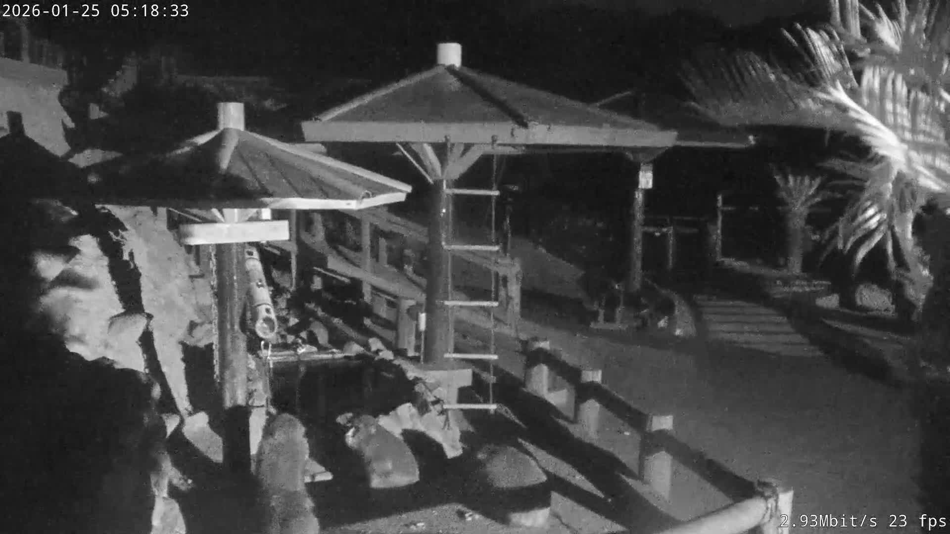Awaji Island, Awaji Monkey Center ( 淡路島モンキーセンター) Live Cam - Hatadagumi, Sumoto Shi, Hyogo, Kansai,  Japan
